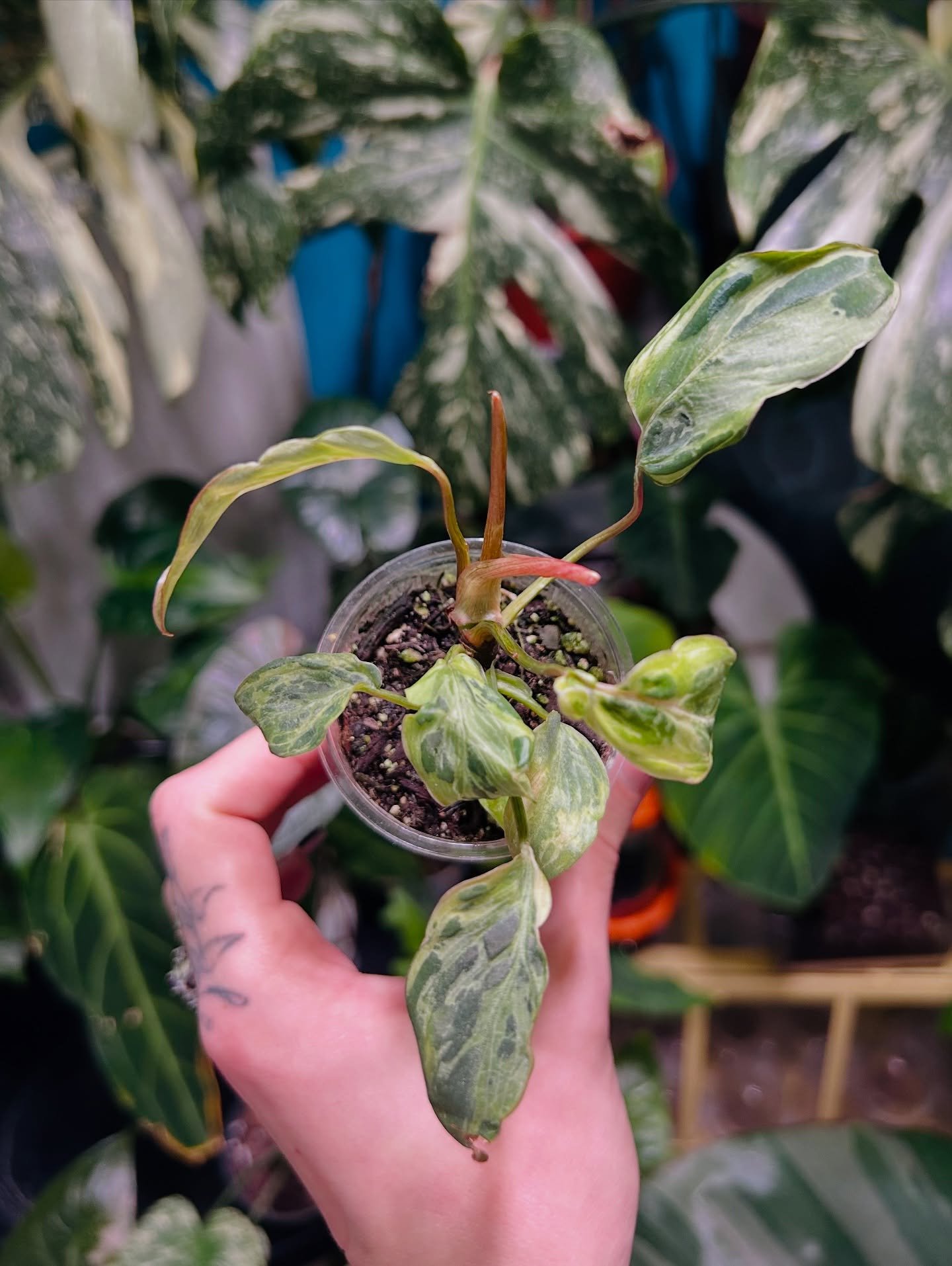 Philodendron Gloriosum Variegated ✨💚

#philodendronlover #philodendrongloriosum #philodendrongloriosumvariegata #plantloversofinstagram #plantsmakepeoplehappy #smallbusiness