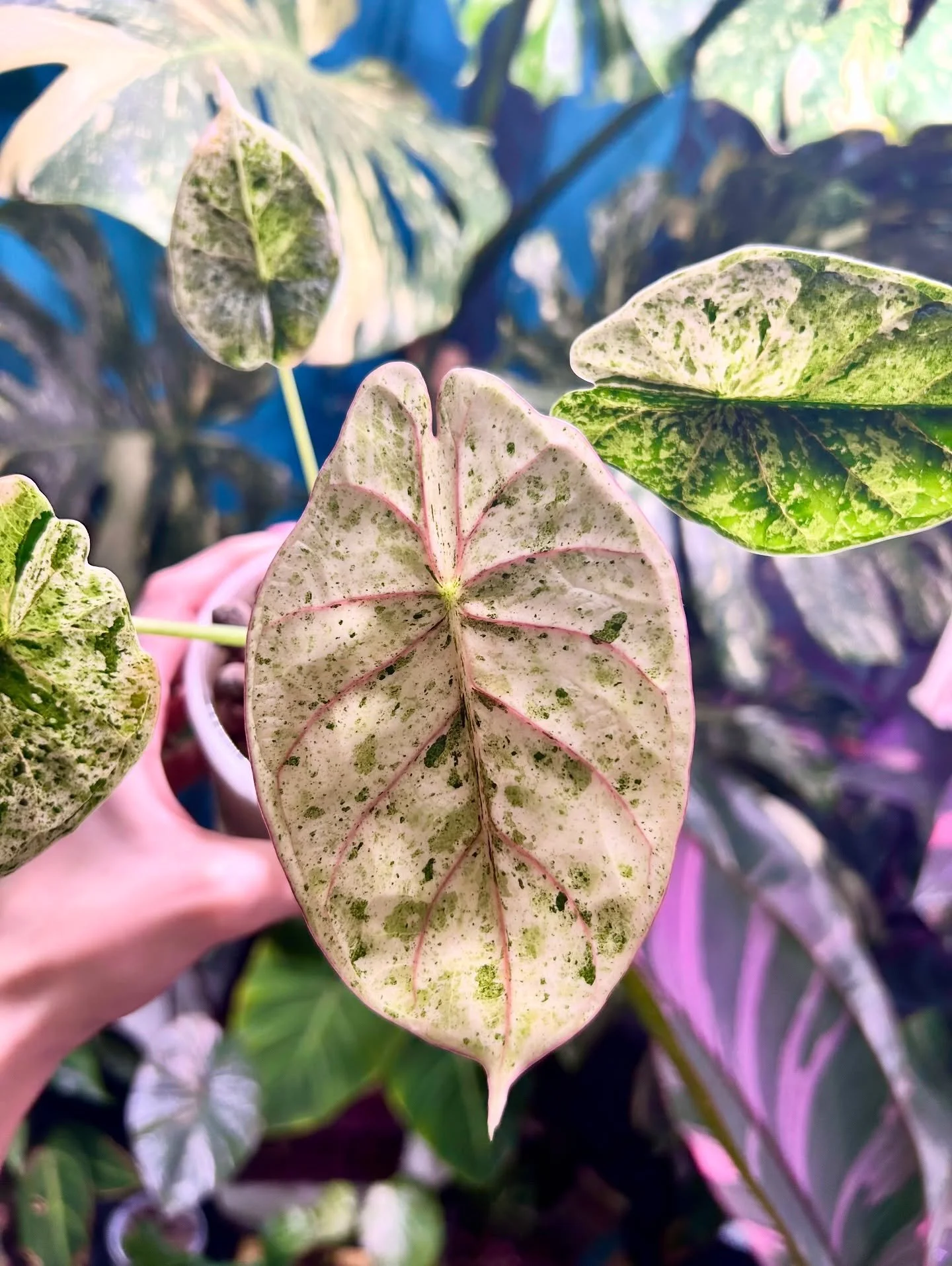 Alocasia Dragon Scale Mint showing some beautiful pink veining in her new leaf 😍💖

#alocasia #alocasialover #alocasiadragonscalemint #alocasiadragonscalevariegata #plantlover #plantsofinstagram #rareplants #rareplantshop