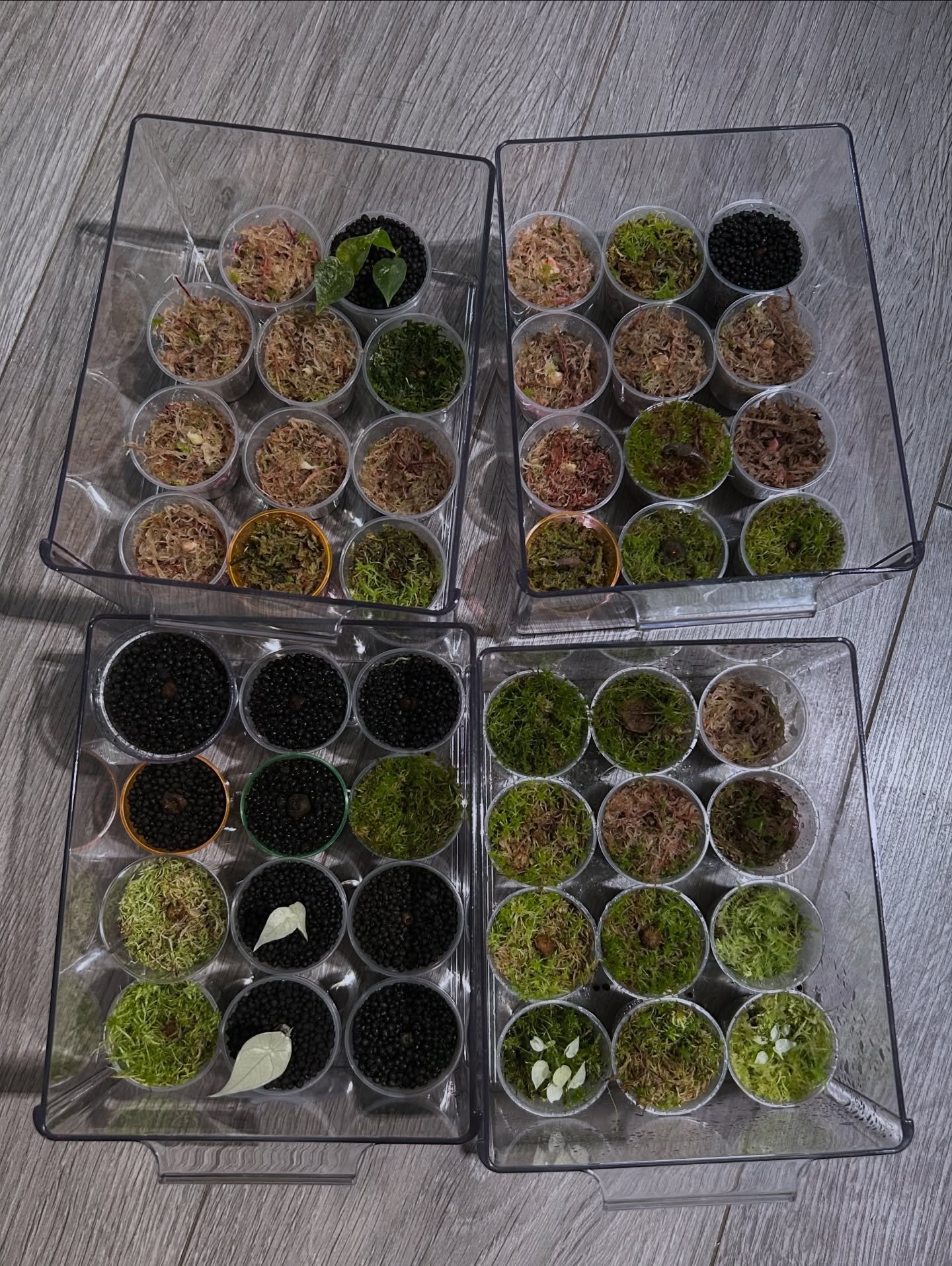 So many corms 🥰 
Remember to keep an eye on the website for corm updates, they come and go quickly! 🌱