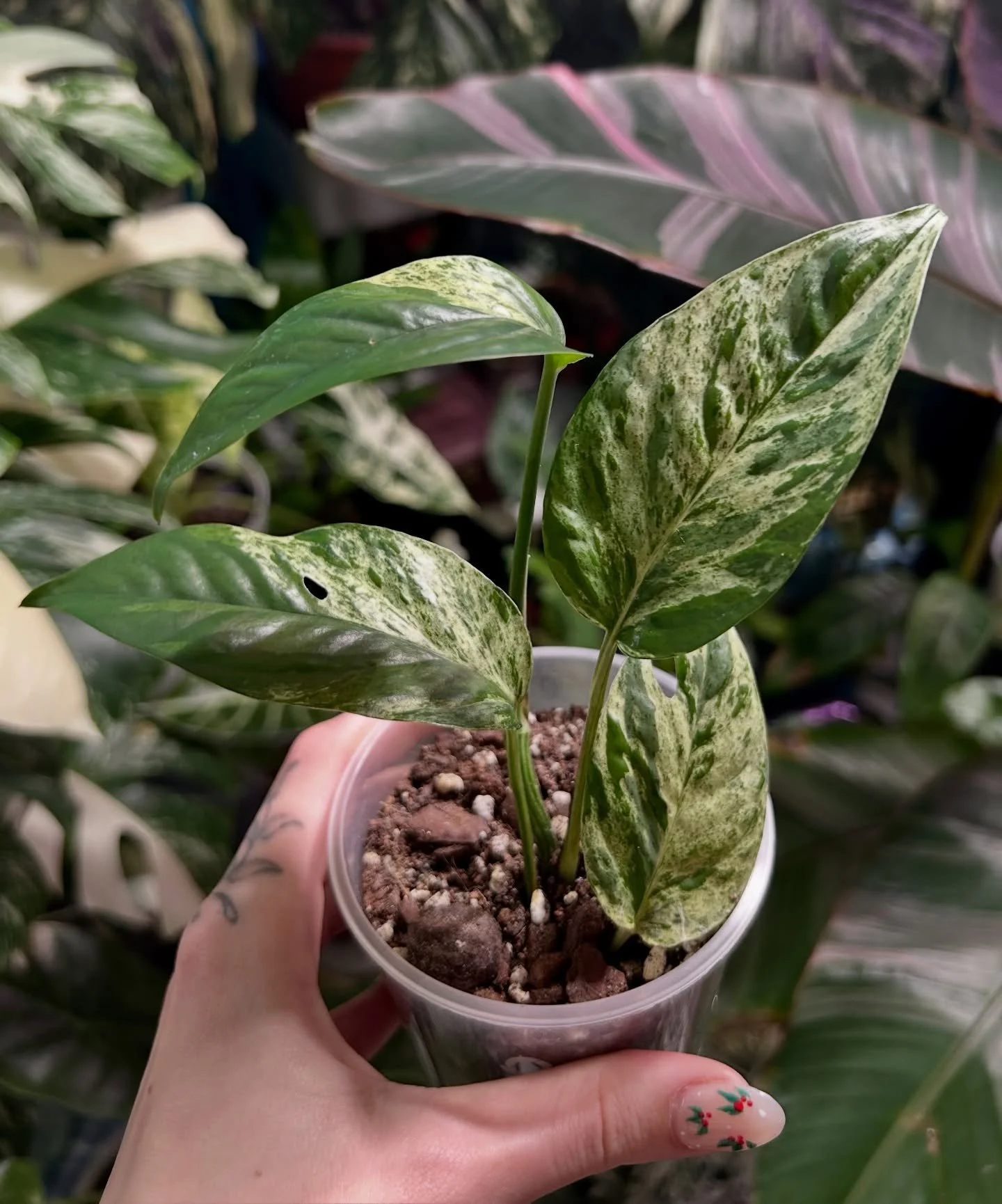 Epipremnum Pinnatum Marble 💚🤍

#epipremnum #epipremnumpinnatum #viningplants #plantloversofinstagram #junglevibes #plantnursery #plantshop #plantmum #plantparents