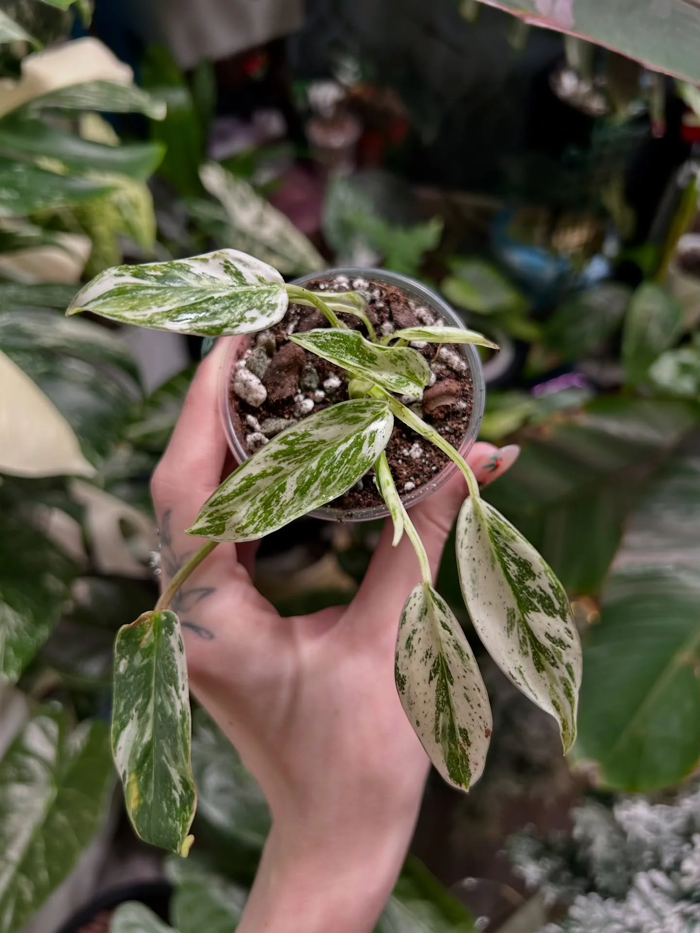 Philodendron Emerald Ice 🌿❄️

#philodendron #philodendronemeraldice #babyplants #indoorjungle #plantloversofinstagram #rareplants