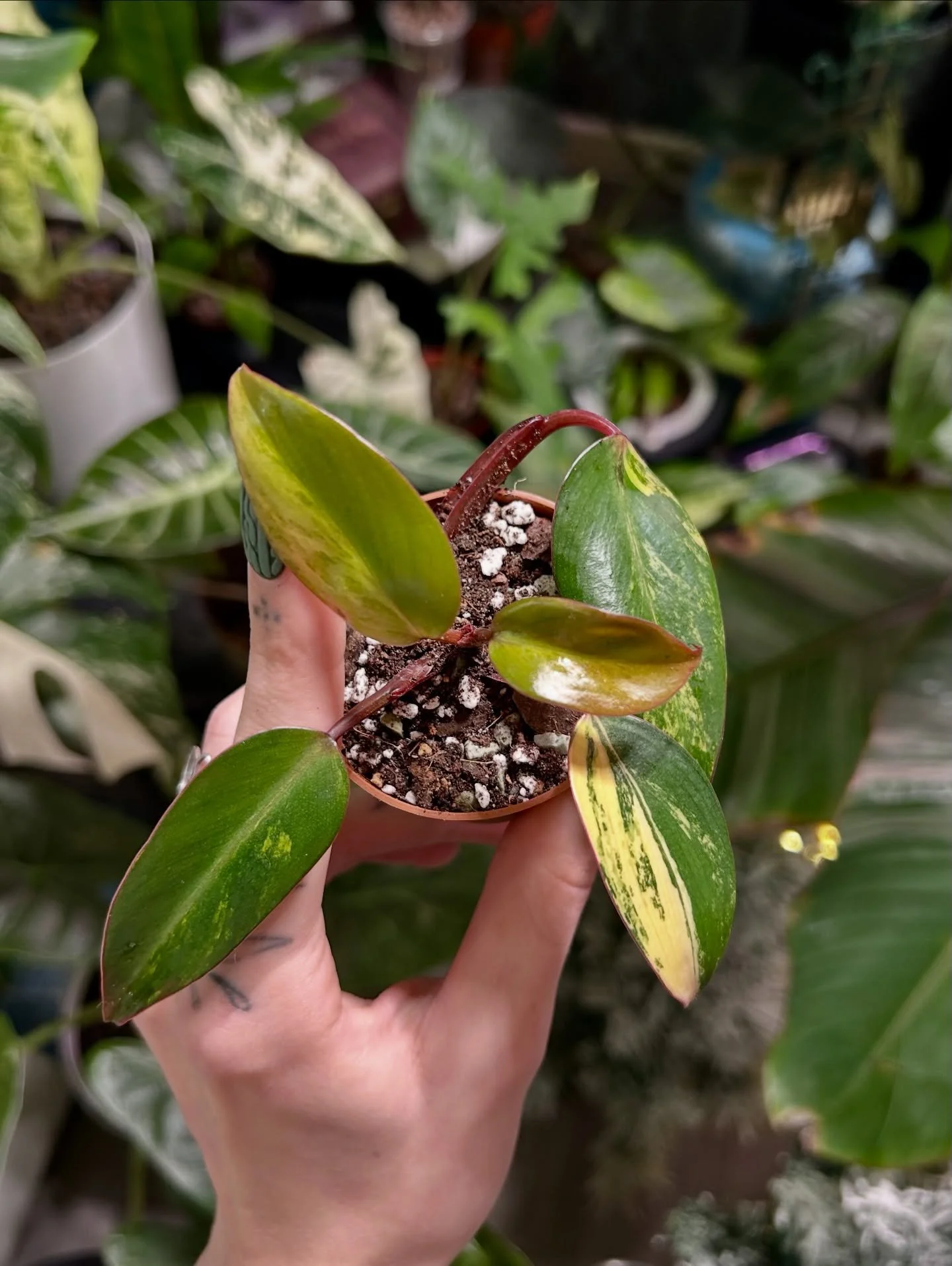 Philodendron Strawberry Shake 🍓🥤

#philodendrons #philodendronlover #philodendronstrawberryshakevarigated #plantlovers #variegatedplants #plantnursery #rareplants