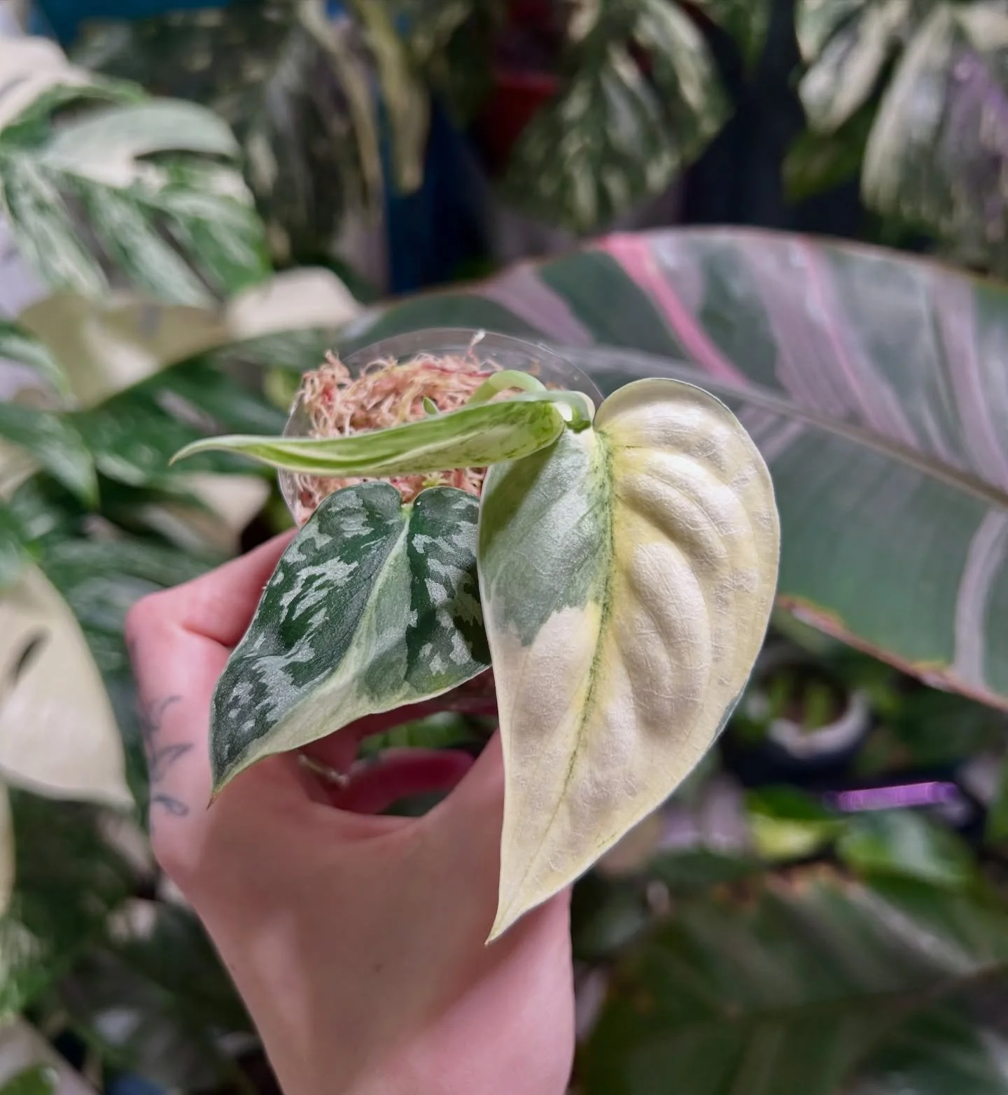 Scindapsus Mayari 🌿🤍

#scindapsus #scindapsusmayari #scindapsusvariegated #plantlovers #plantnursery #rareplants