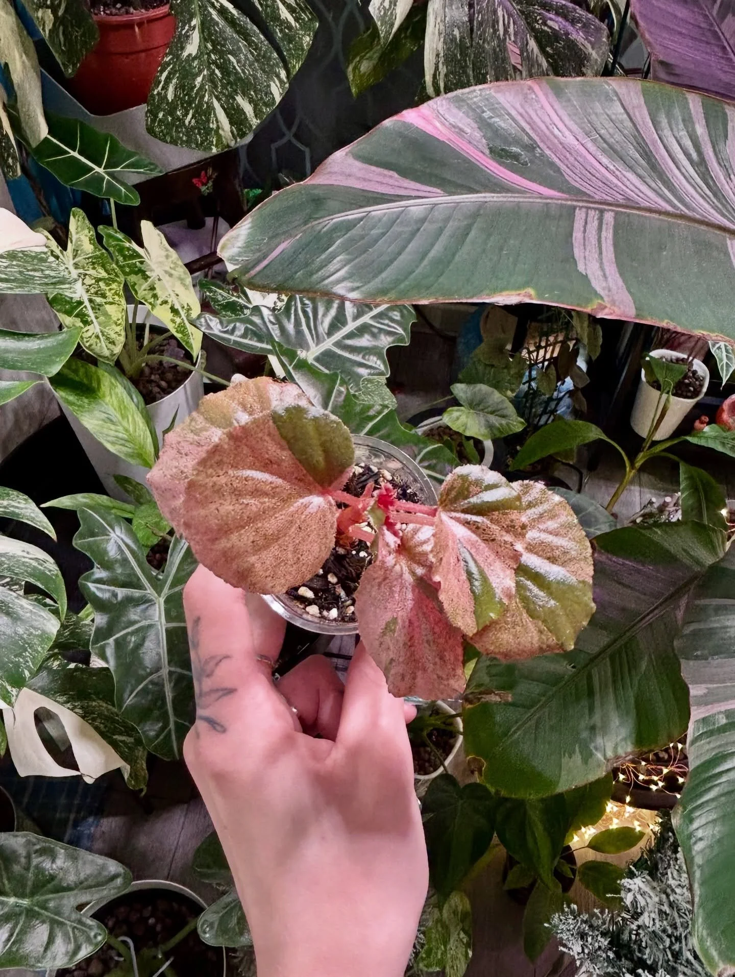 New plant babies! 💚
Begonia Cucullata Pink 🌸 
Alocasia Cucullata Marble🪴

Thank you @popsfactory365 fantastic as always!🥰

#begonias #begoniacucullata #pinkbegonias #begoniacucullatapinkvariegated #alocasia #alocasiacucullata #alocasiacucullatama