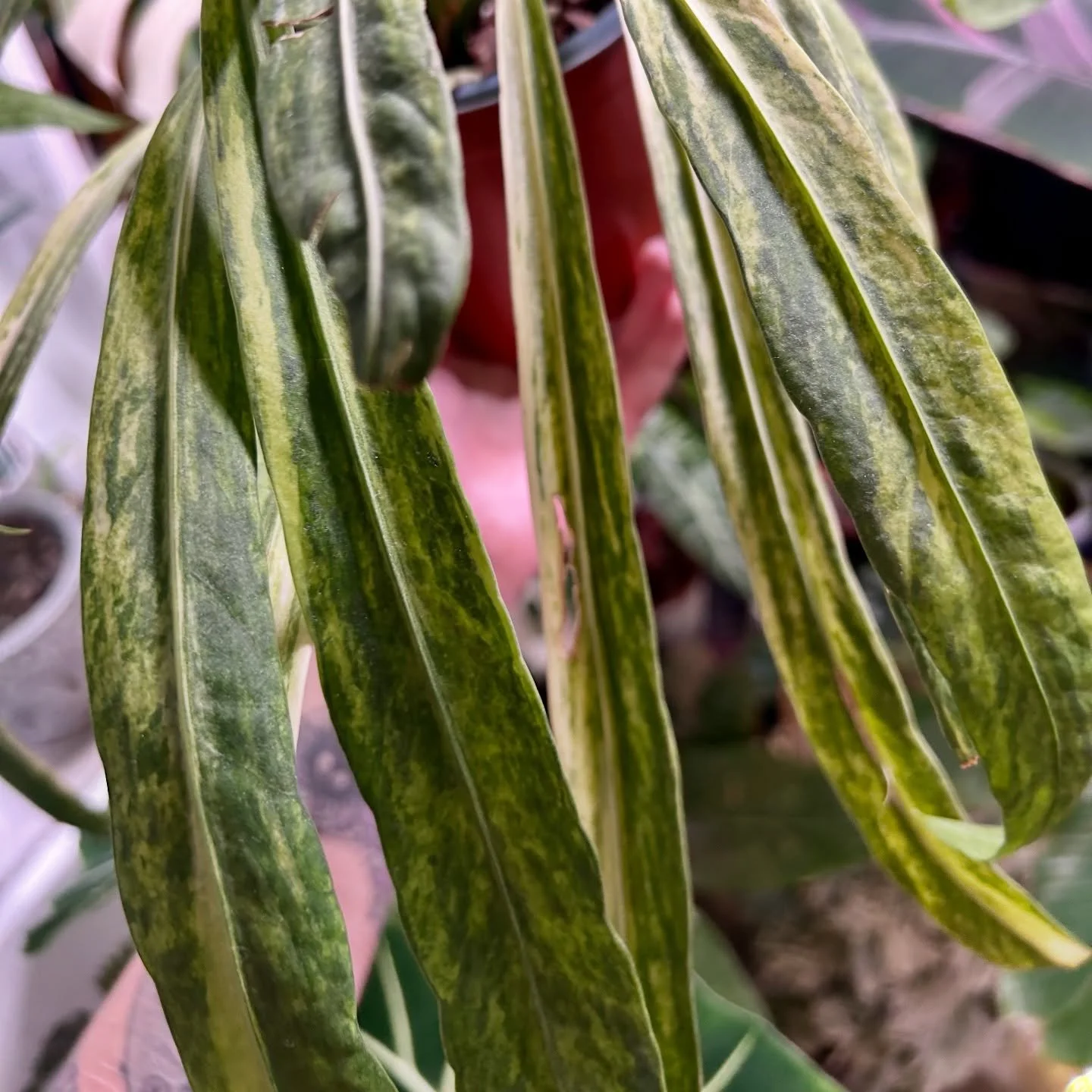 Anthurium Vittarifolium Variegated 💚💛
Will be adding some of these to the website in the new year 🥰

#anthuriums #anthuriumvittarifolium #anthuriumvittarifoliumvarigata #variegatedplants #rareplantshop #rareplants #plantloversofinstagram #anthuriu