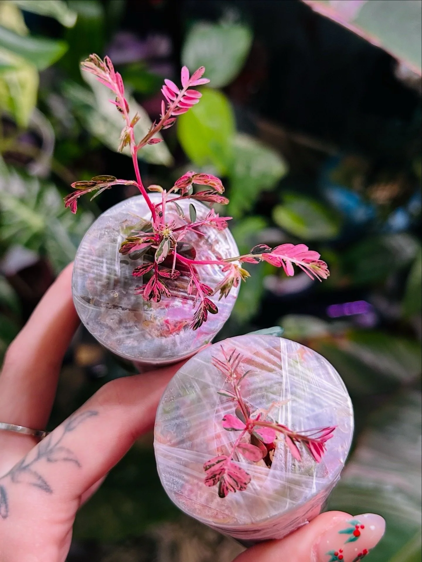 Phyllqnthus Urinaria Pink Var 💖🌸

Just wow 😍

#phyllanthusurinariavariegated #phyllanthusurinariapink #plantlovers #plantloversofinstagram #rareplants #pinkplants #indoorjungle #plantsmakepeoplehappy