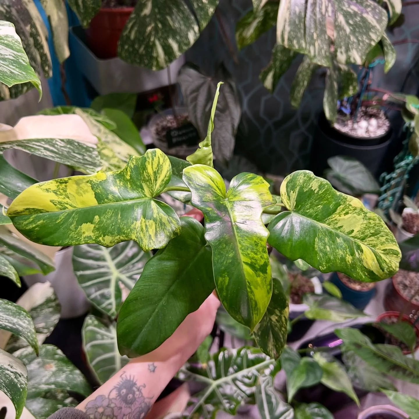 Philodendron Florida Beauty x Mayoi 🪴

Such a stunning philodendron cross, especially once they&rsquo;re leaves mature 😍

#philodendron #philodendronfloridaxmayoi #philodendronfloridabeauty #philodendronmayoi #philodendronlover