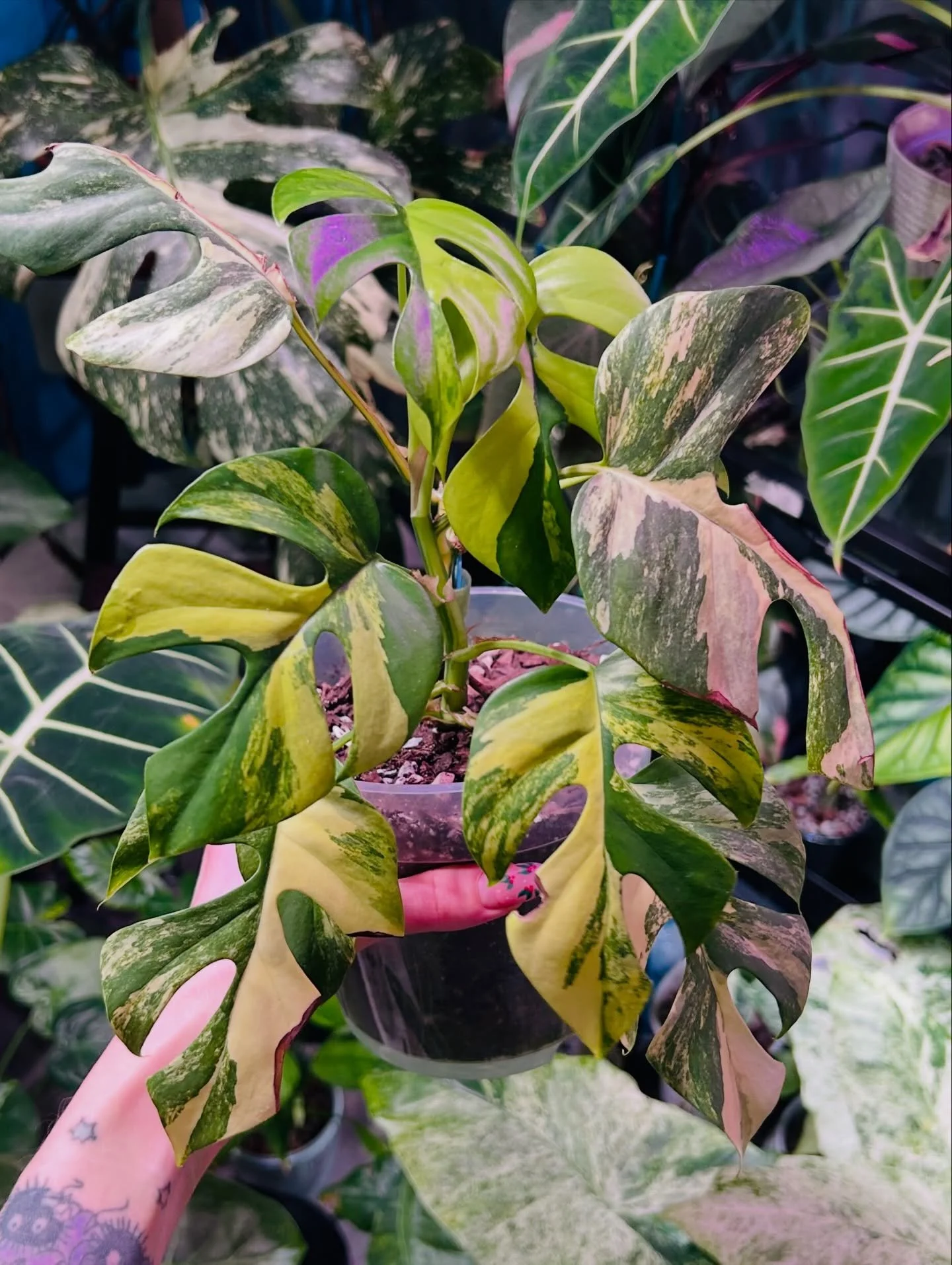 Rhaphidaphora Tetrasperma Yellow Marylin ✨💫

She&rsquo;s beautiful and also a drama queen 💚
It&rsquo;s been a struggle to figure this one out &amp; keep her happy! Lots of trimmings &amp; babies currently propagating 🌱 getting ready for some of ou