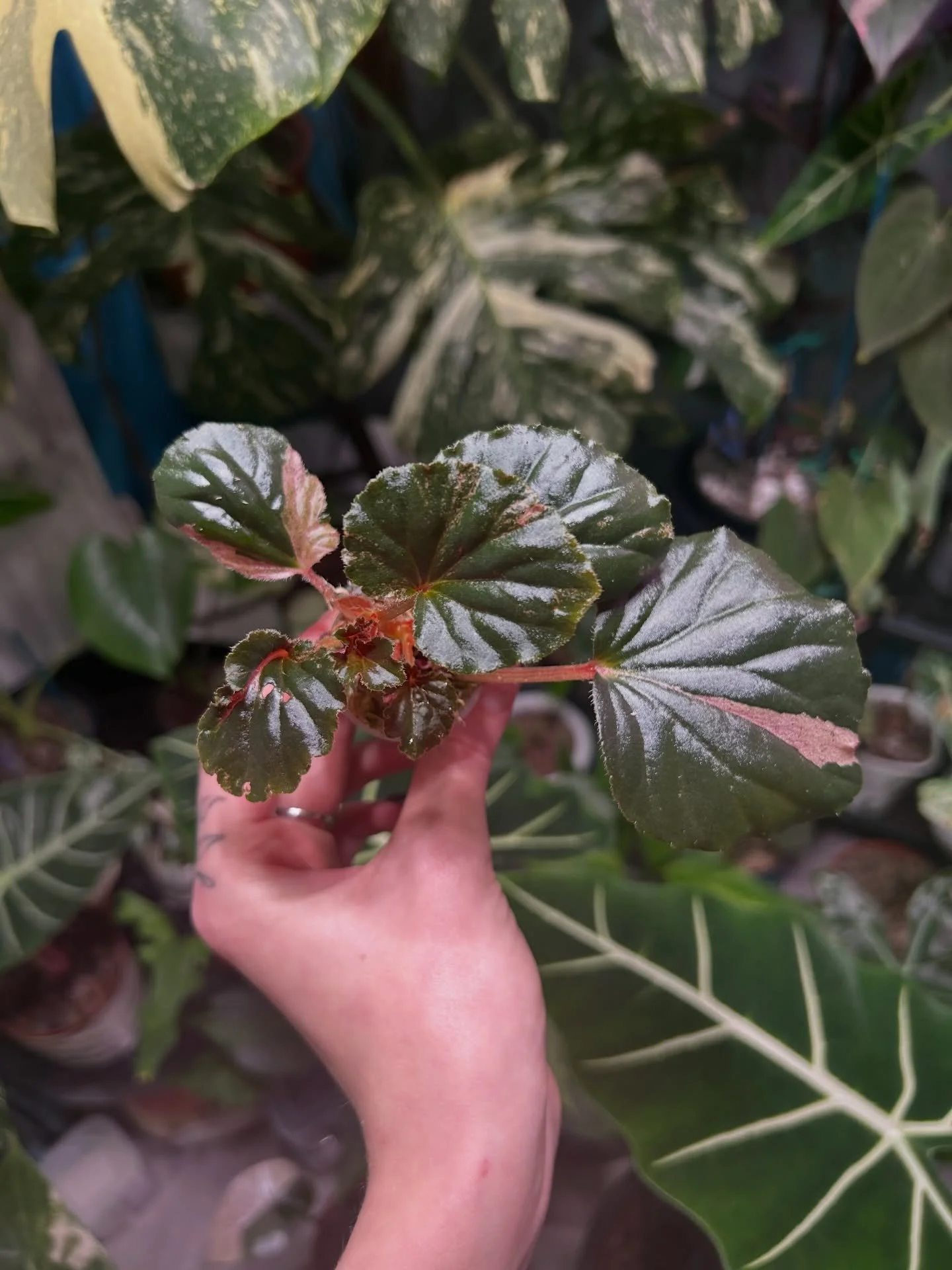 Website update! 🪴

Go check it out 👀➡️

#plantshop #rareplant #rareplantsuk #plantlife🌱 #plantloversofinstagram