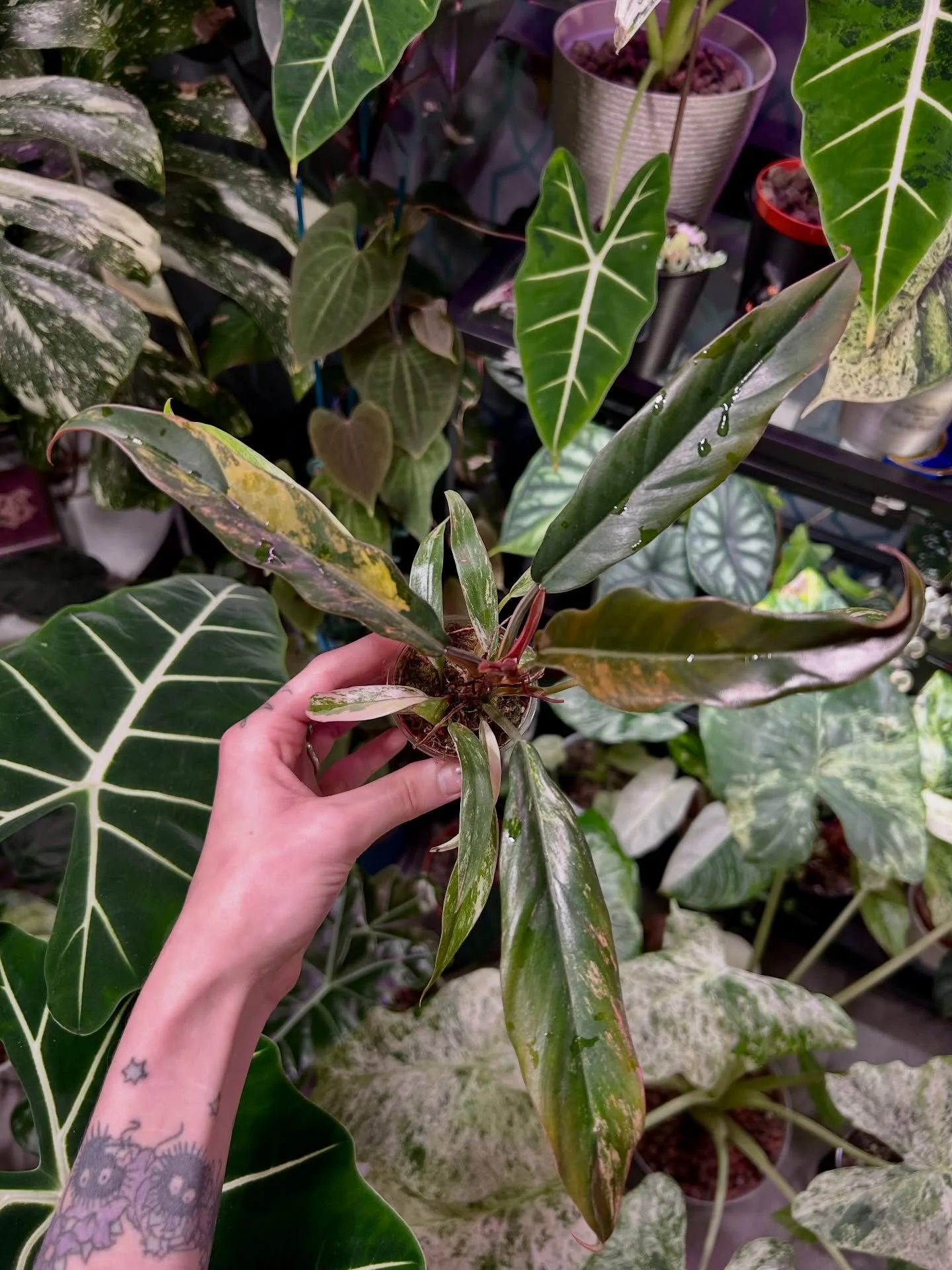 Philodendron Caramel Marble ✨💫

#philodendron #philodendroncaramelmarble #rareplant #plantslovers #philodendronfanatic