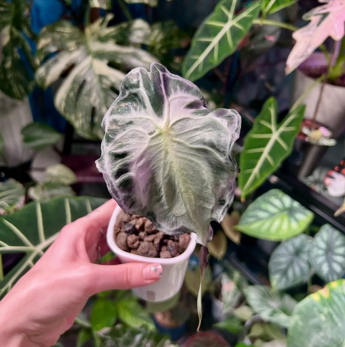 Alocasia Venom 🐍

#alocasia #alocasiavenom #alocasialover #rareplants #plantlove