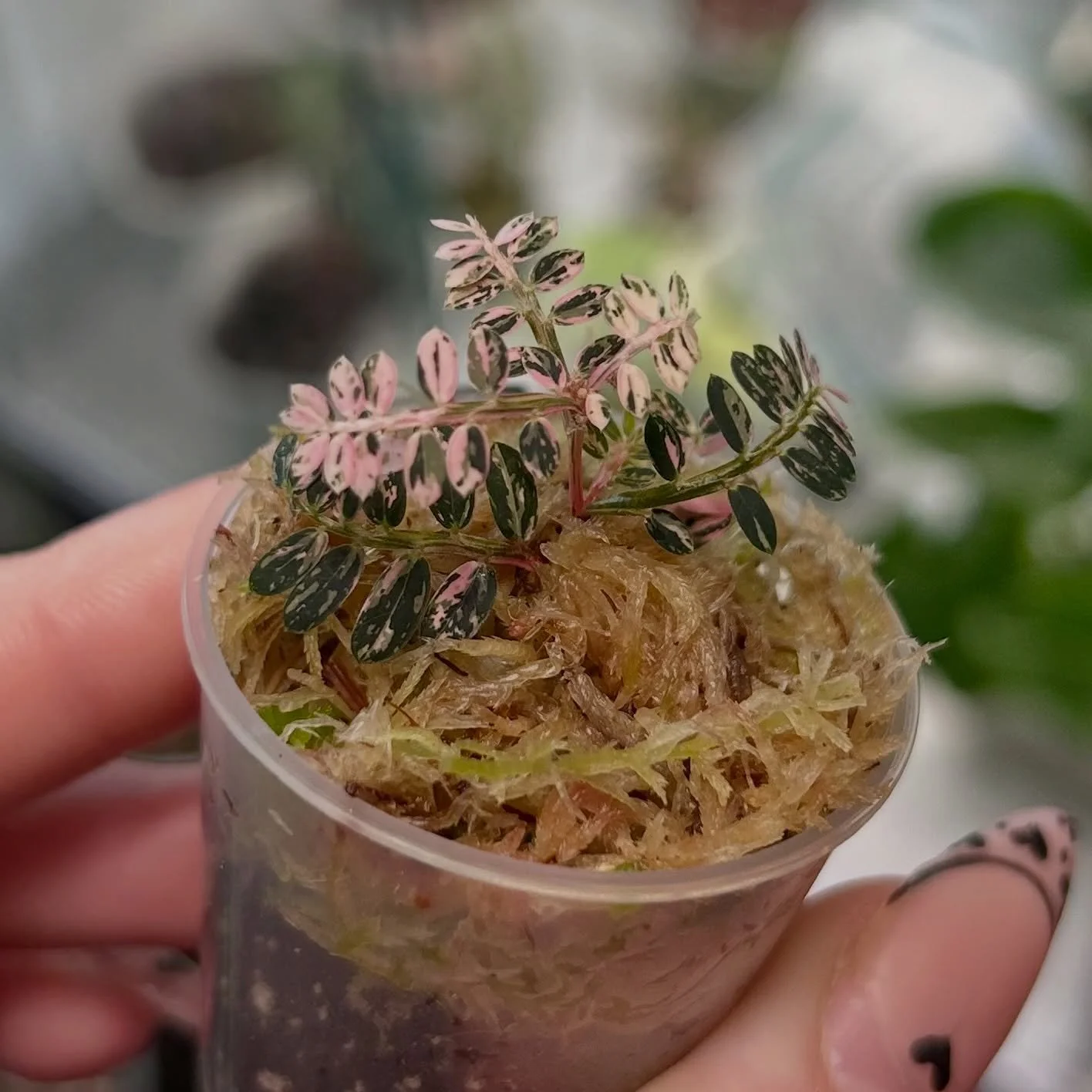 Lots of Phyllanthus Urinaria Pink Var 🌸 all now ready for new homes 💚

#phyllanthusurinariapink #phyllanthusurinaria #rareplants #rareplantshop #plantlovers