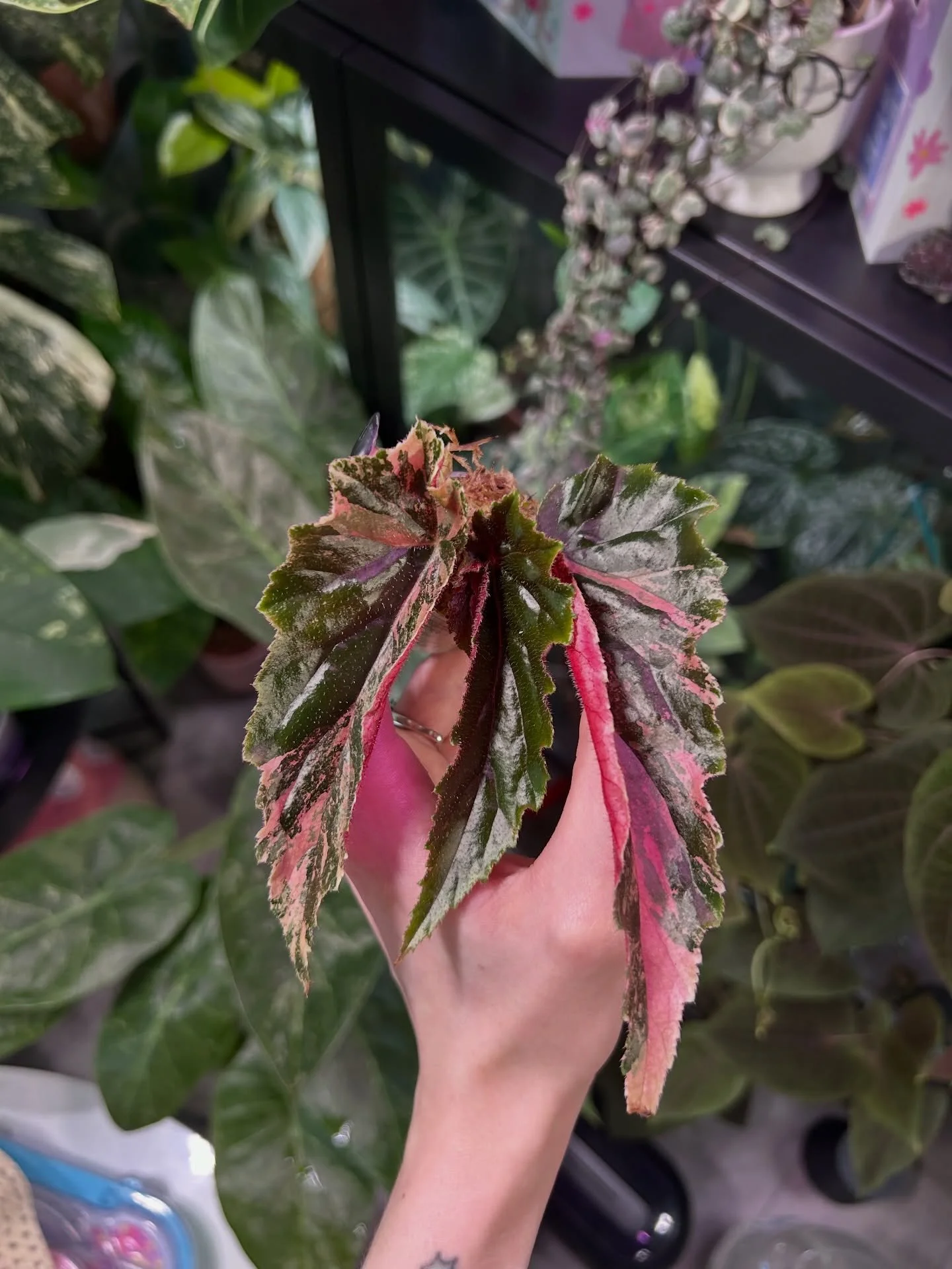 Just a little sneak peak of a some of the plants we&rsquo;ll be adding up to the website over the weekend 👀🪴

#begonias #philodendrons #alocasias #phyllanthusurinariapink #rareplantshop