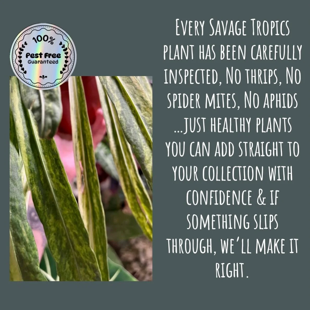 Don&rsquo;t forget, when you&rsquo;re buying from us, you can buy with confidence 🤗 
And I pride myself in caring for my customers, no matter the problem 🪴💚

#rareplantshop #rareplantsuk #variegatedplants #houseplantshop #supportsmallbiz