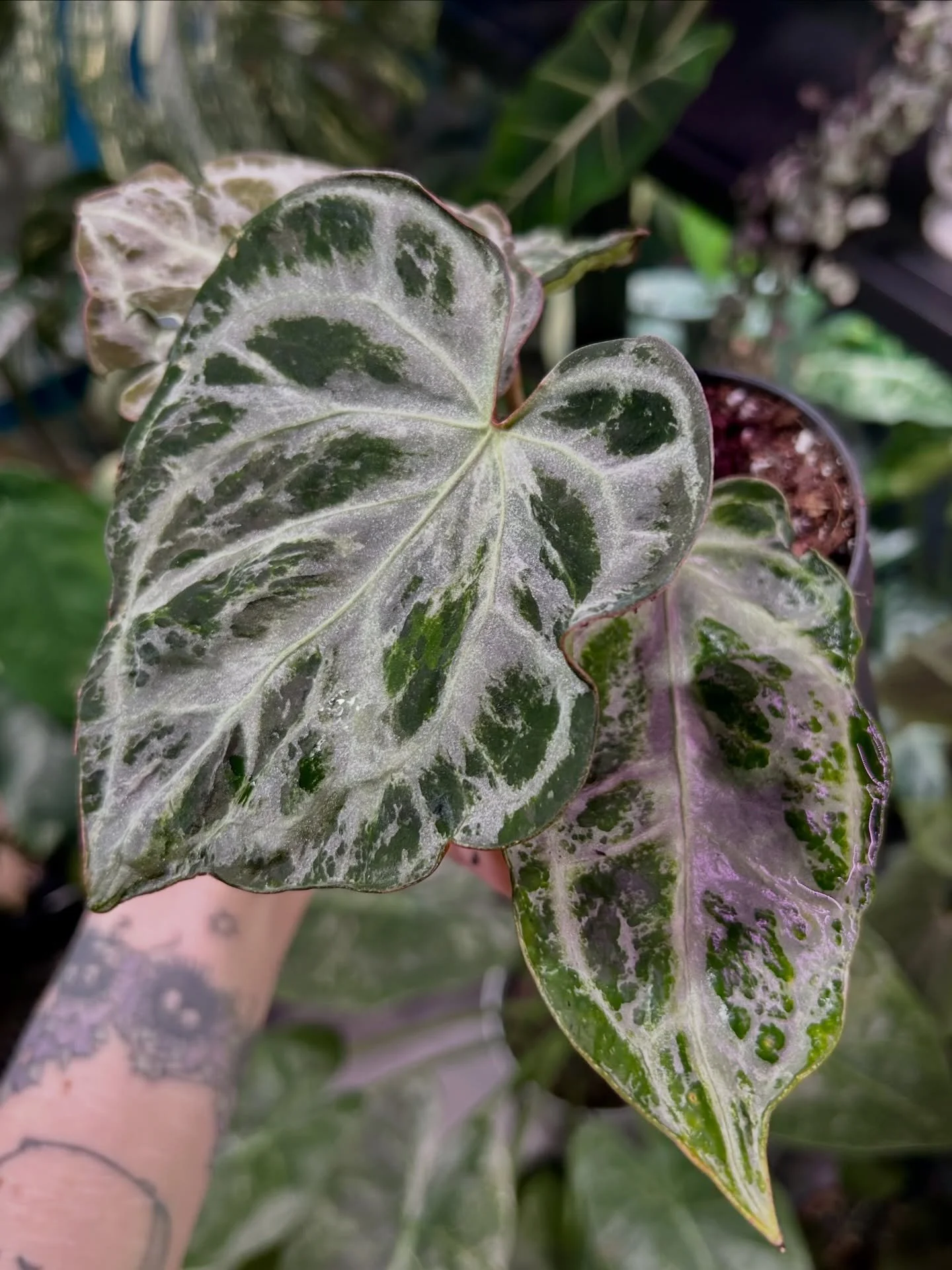 Anthurium Silver Blush Mint 🩶
Such a stunning plant, I&rsquo;ve not see her about much recently! 

#rareplant #anthuriumsilverblush #anthuriumvariegated #rareplantshop #rareplantsuk