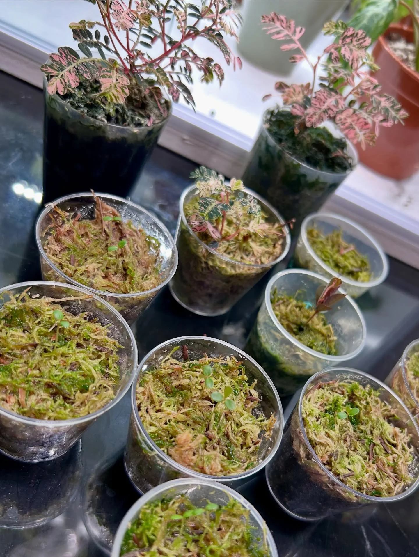 Little family picture 🌱
All the babies have been popping and growing super quickly, and still more seeds coming 😍

Phyllanthus Urinaria Pink Var 💗

#phyllanthusurinariapink #phyllanthusurinariavariegated #pinkplants #rareplants #plantnursery