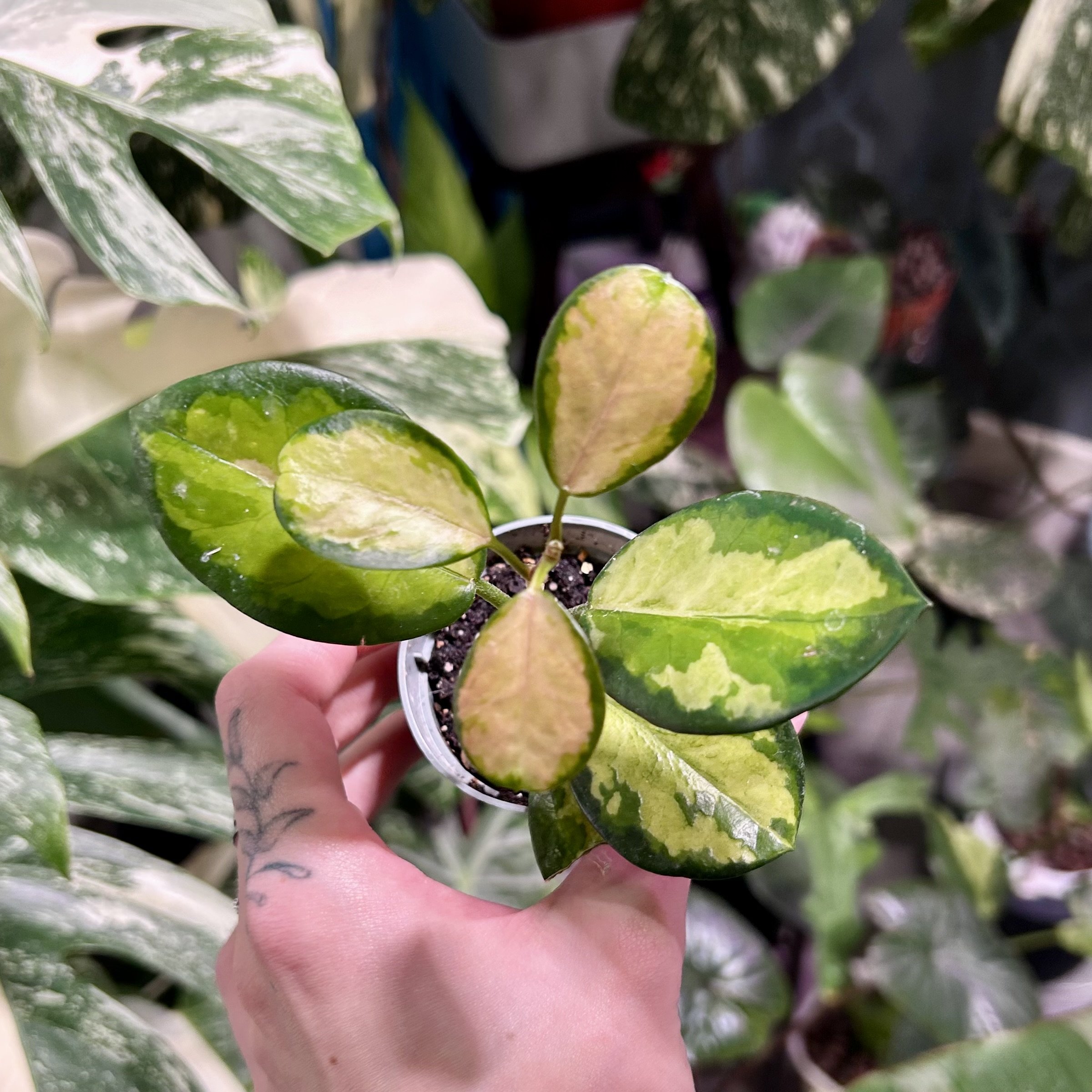 Hoya carnosa ‘Tricolor’ - 6cm pot