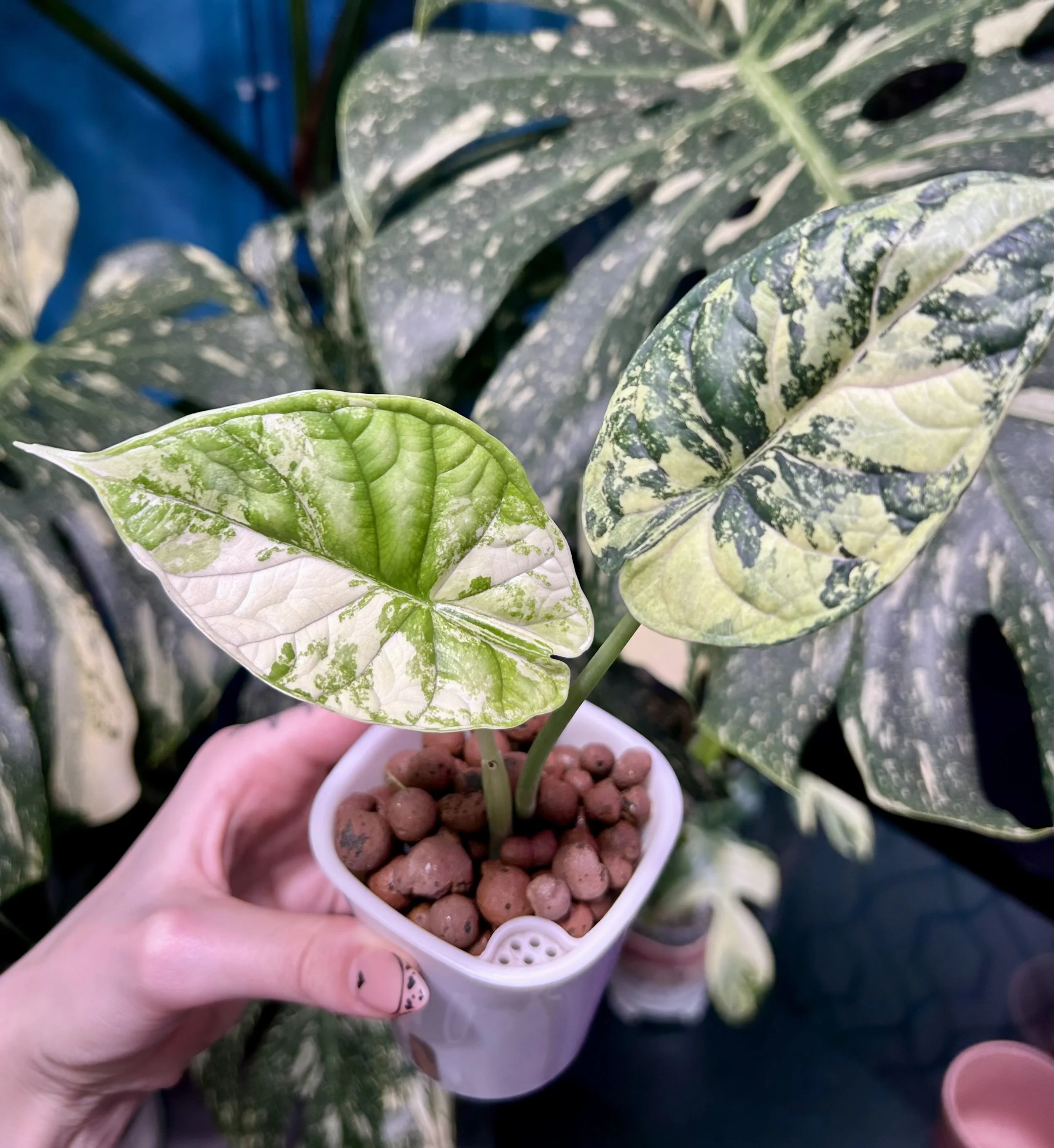 Alocasia 'Dragon Scale' Albo  - 6cm-10cm Semi-Hydro