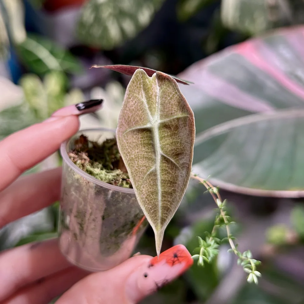 Alocasia Amazonica 'Pink mint'  Savage Tropics
