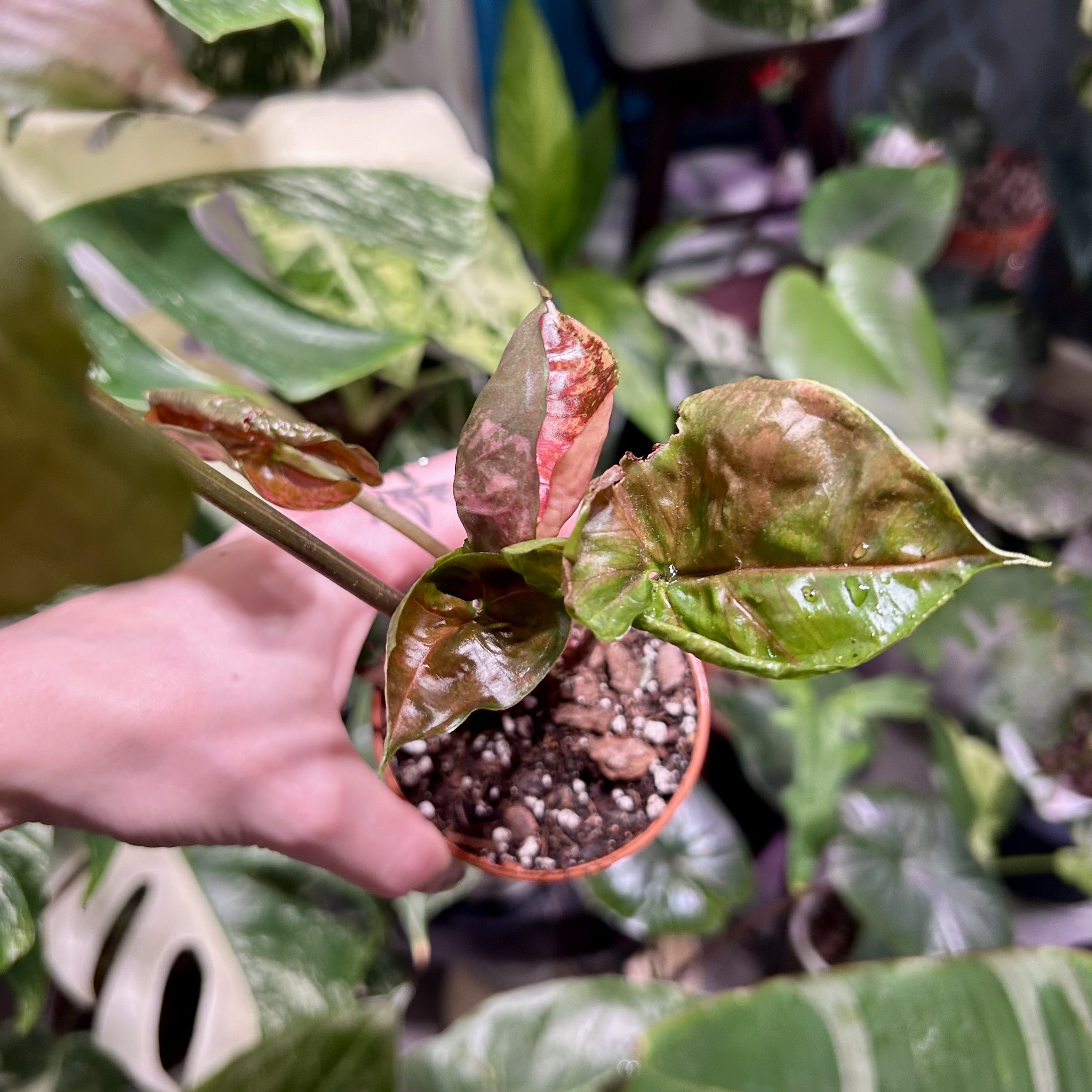 Syngonium Strawberry Ice Galaxy 'Variegated' - 8cm - 10cm pot