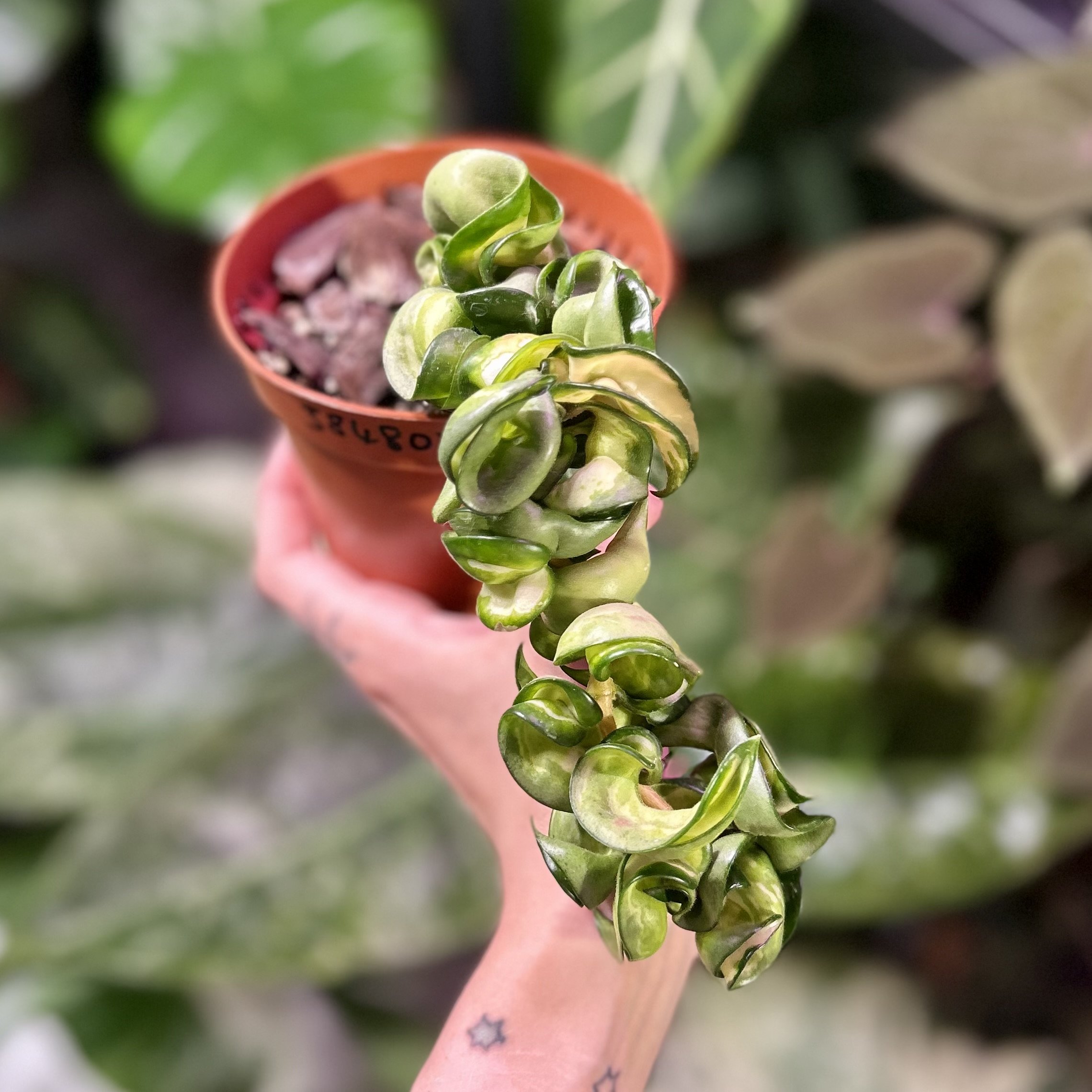 Hoya compacta ‘Mauna Loa’