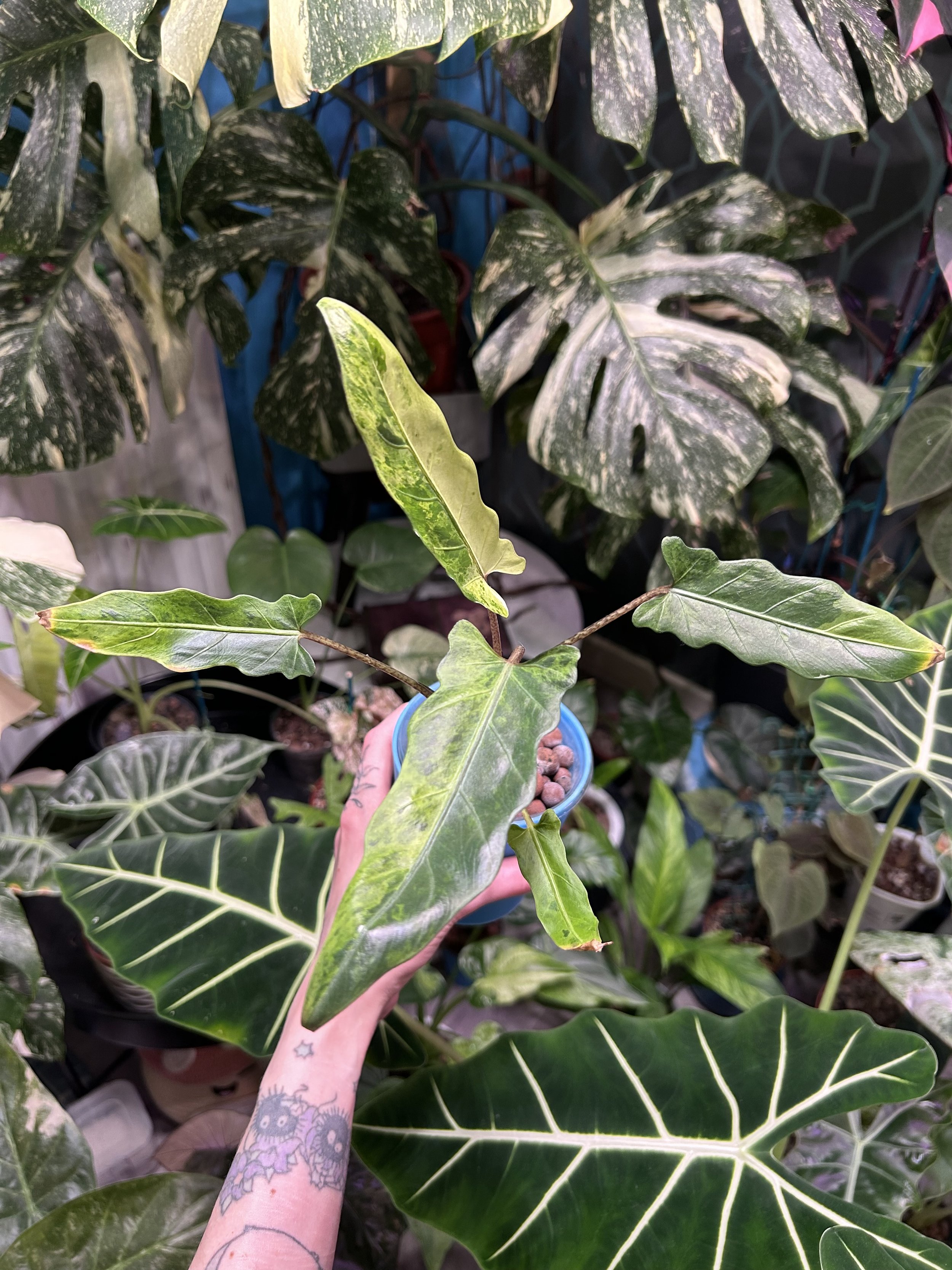Alocasia Lauterbachiana Aurea - 10cm semi hydro