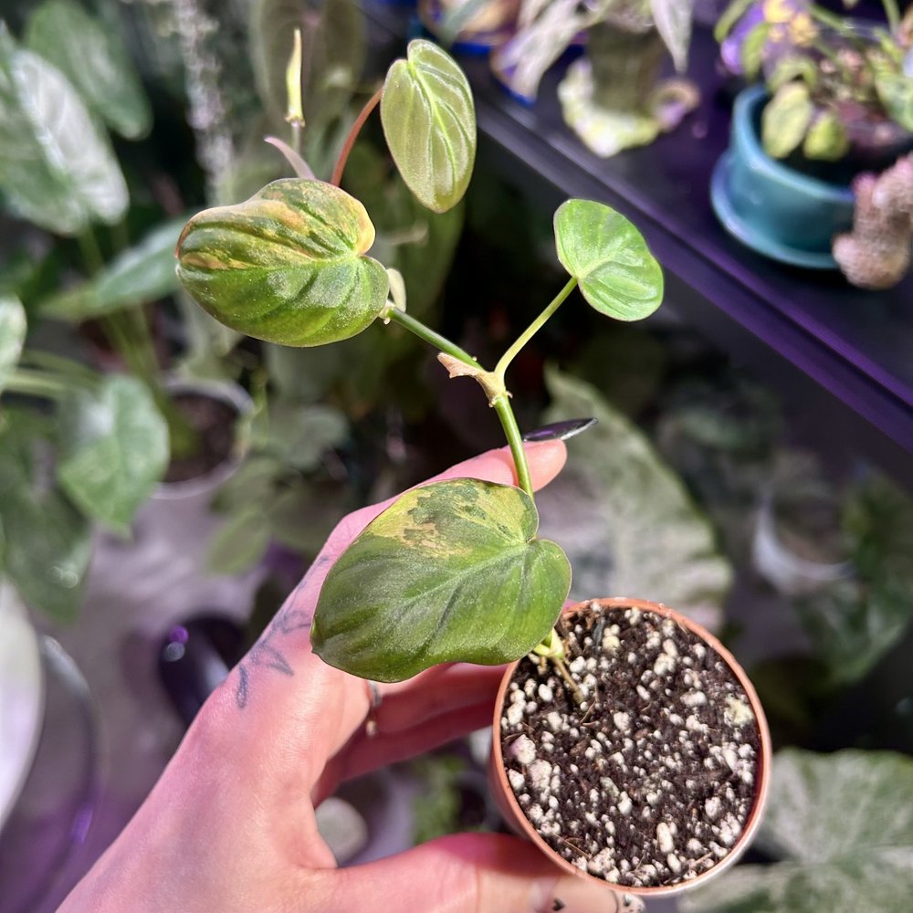 variegated philodendron micans Philodendron Micans Variegated main image 1