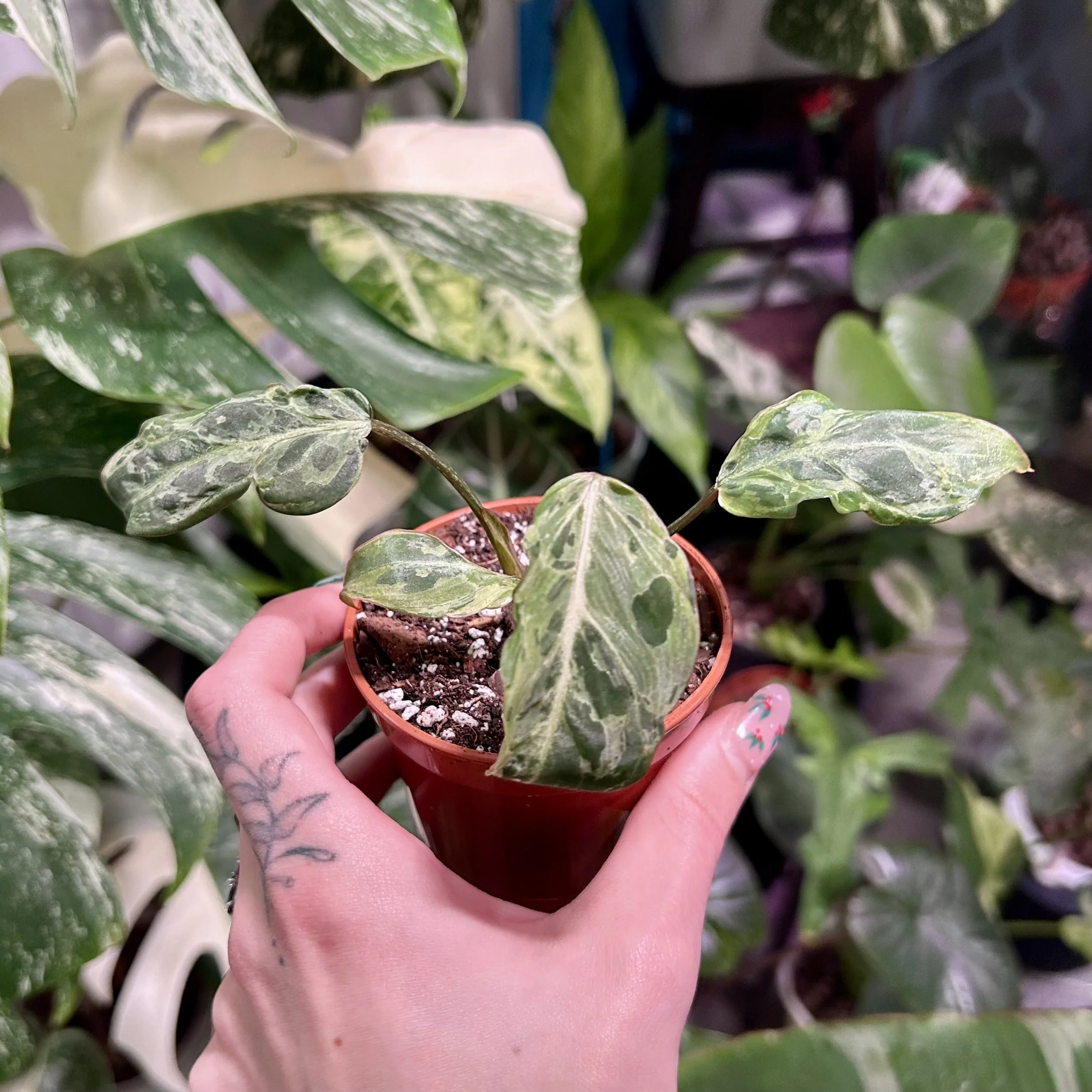 ❄️ Philodendron gloriosum ‘Snow Leopard’ Variegated ❄️