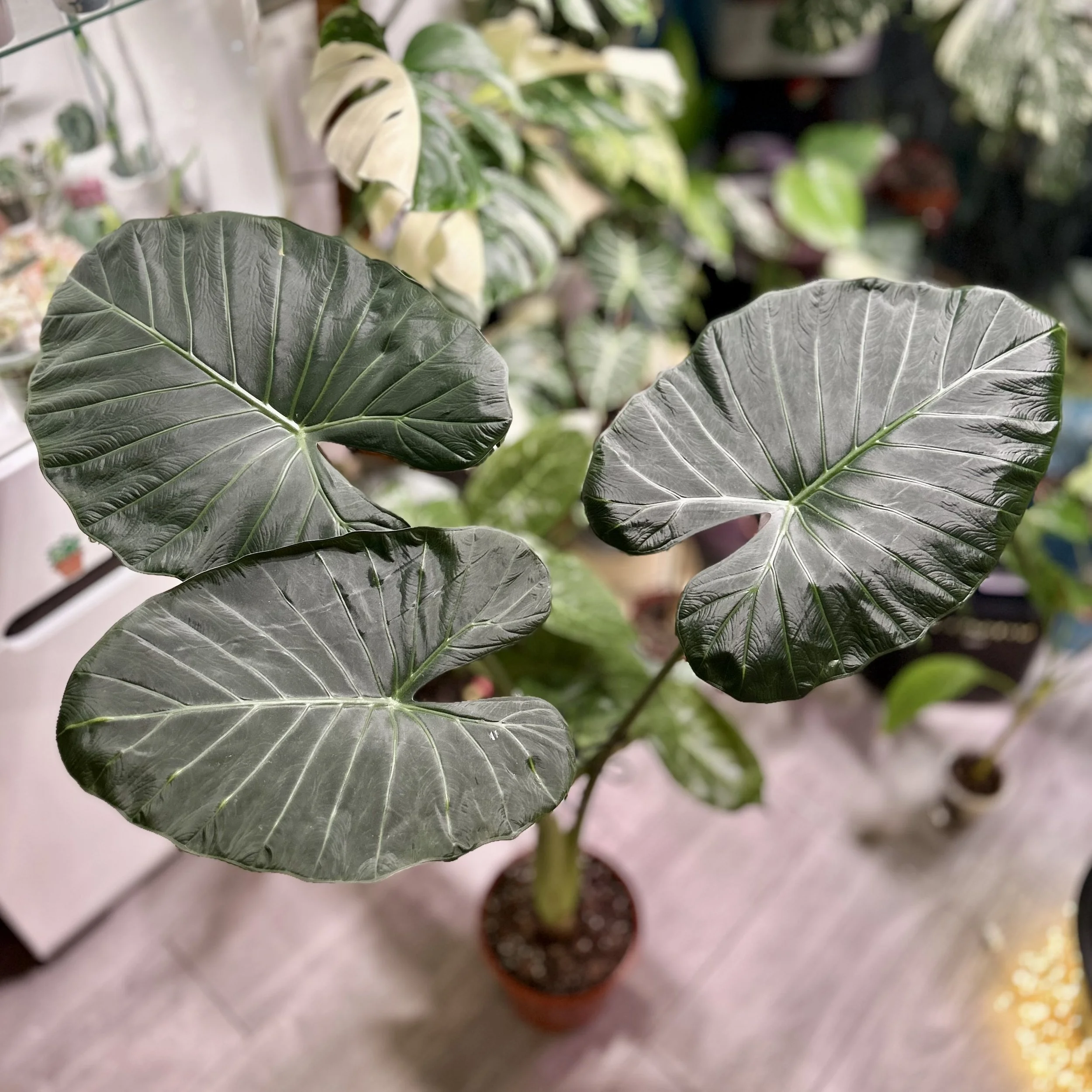 Alocasia ‘Regal Shield’ (Large Specimen approx. 115 cm tall - Pick up only)