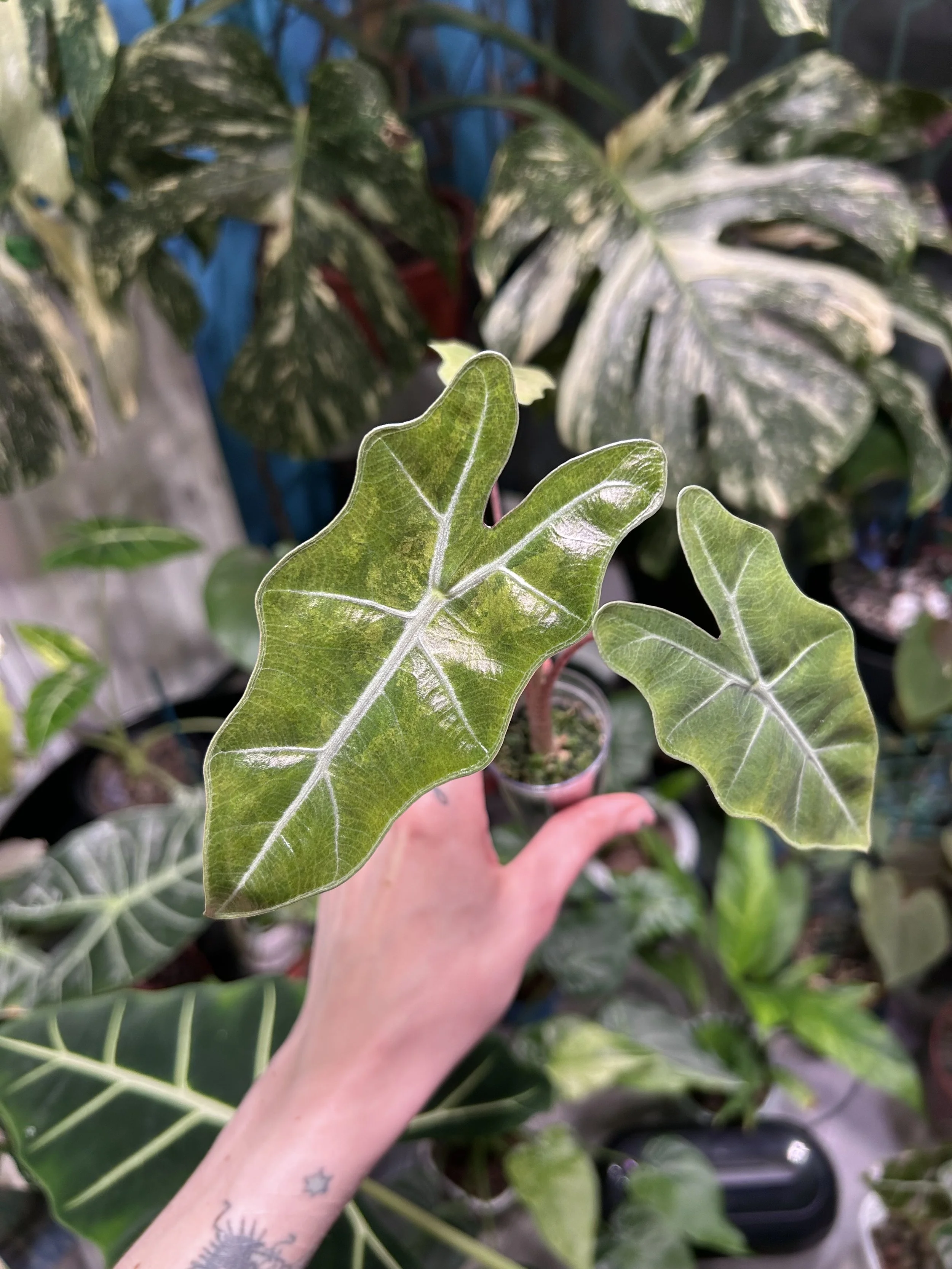 Alocasia Pseudo-Sanderiana (Pink Form)