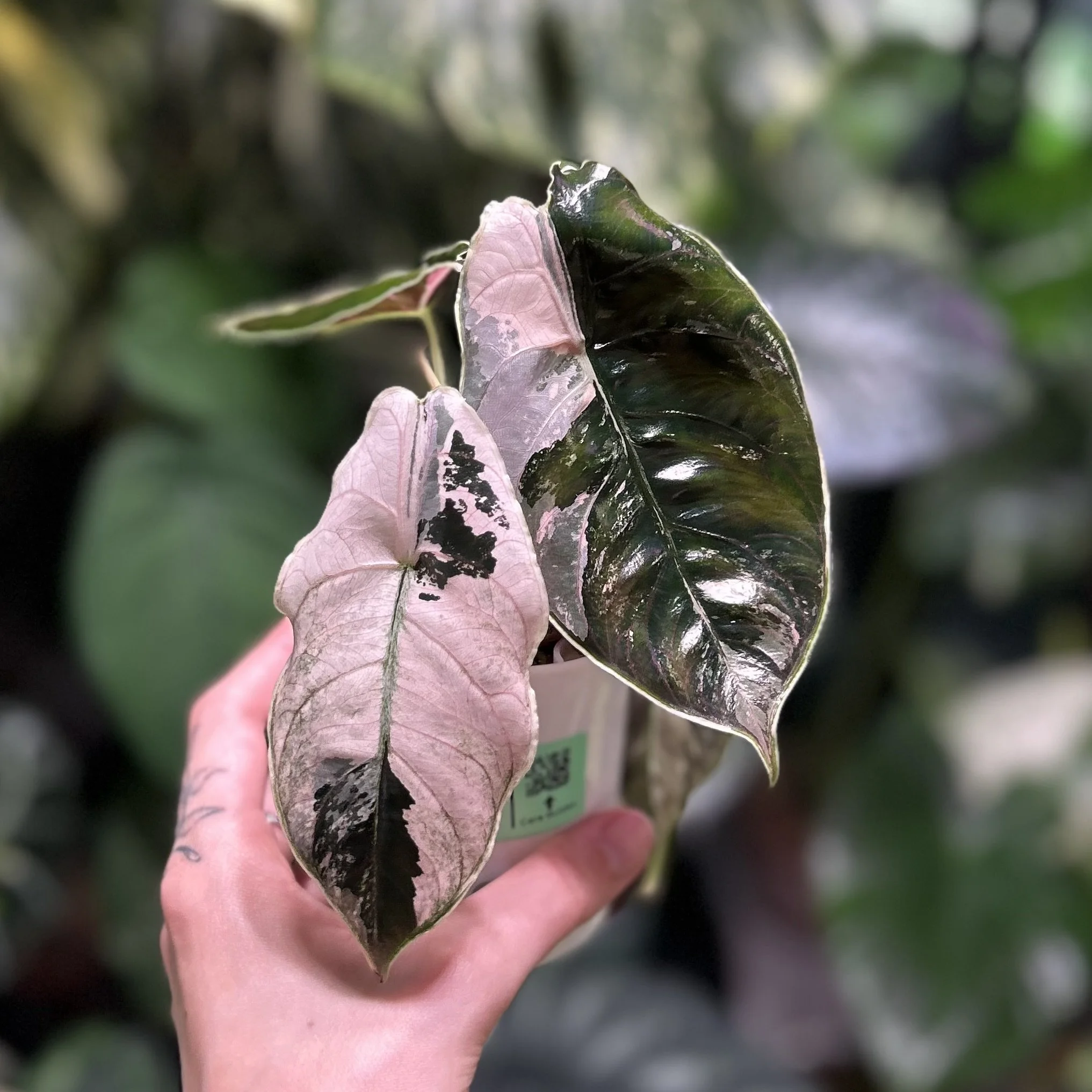 Alocasia azlanii ‘Pink Albo’