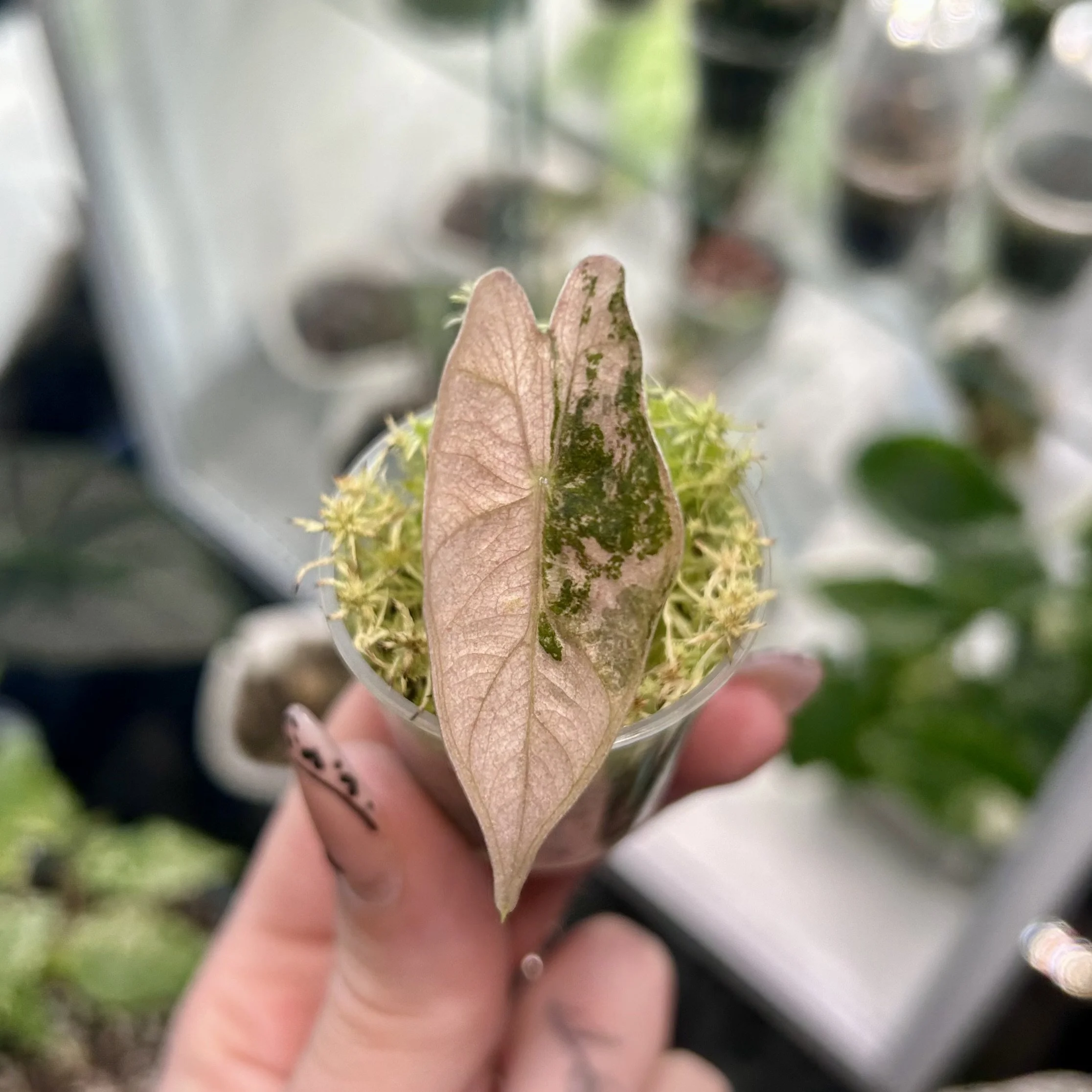 Alocasia Pseudo-Sanderiana (Pink Form)