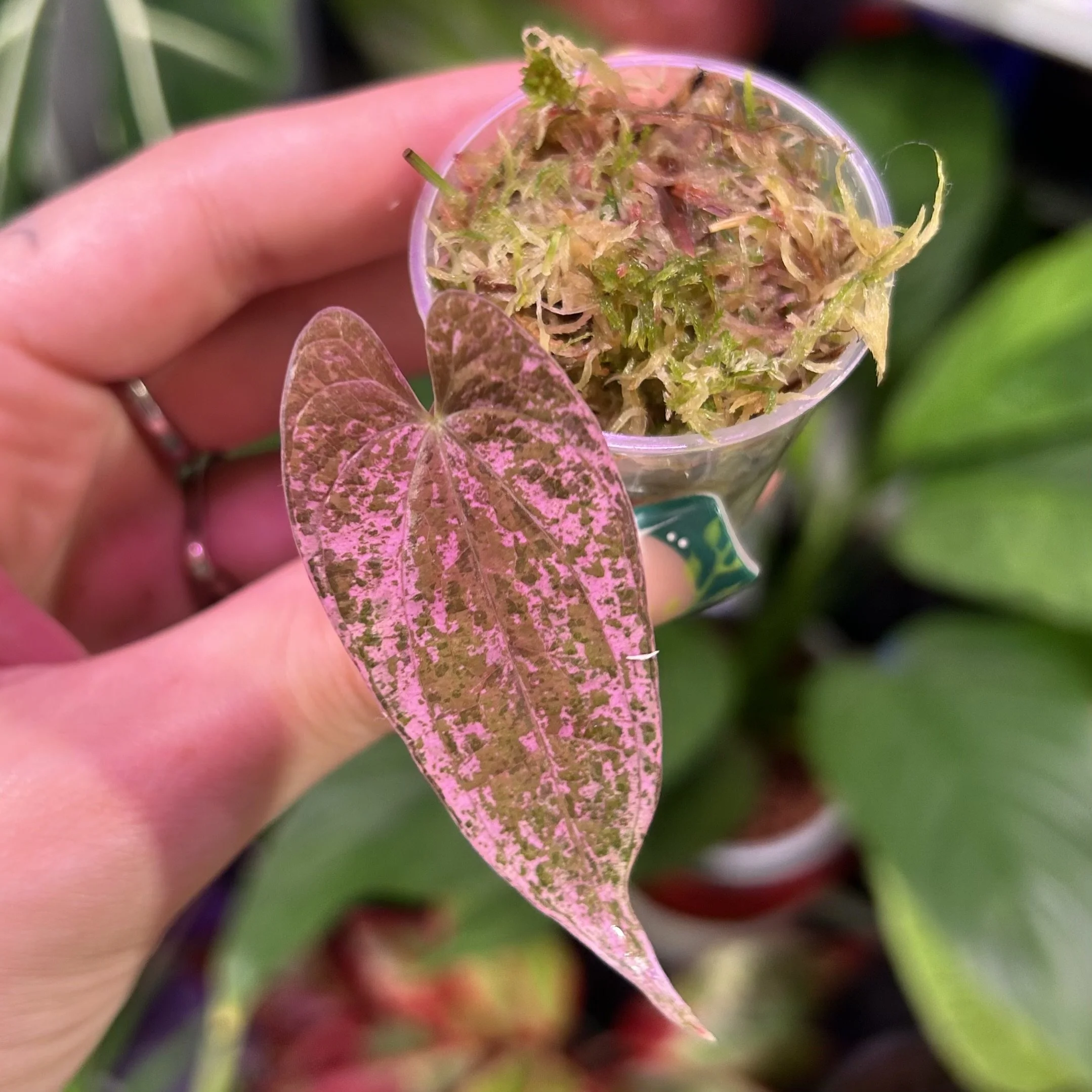 Dioscorea ‘Pixel Pink’
