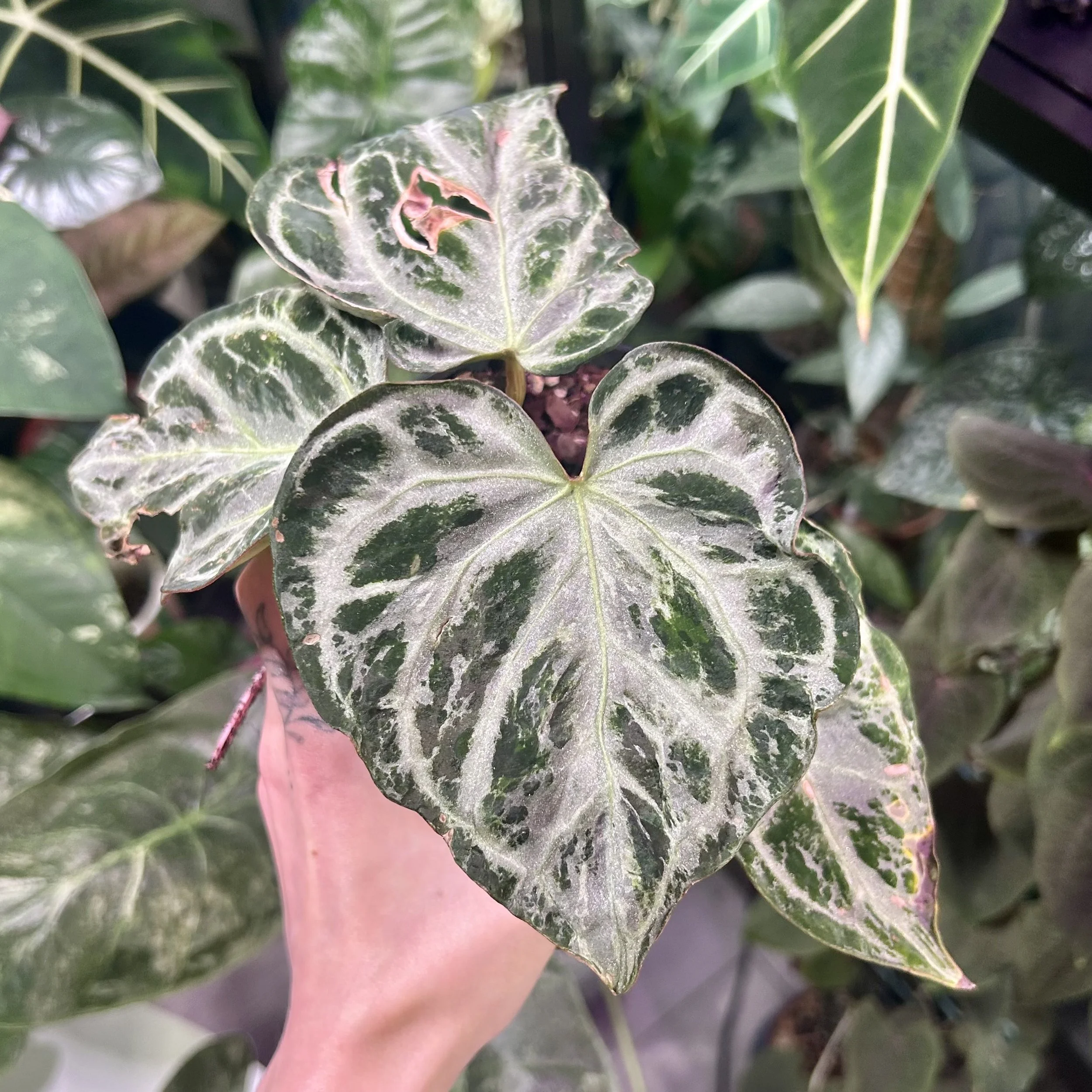 Anthurium ‘Silver Blush Mint’‍