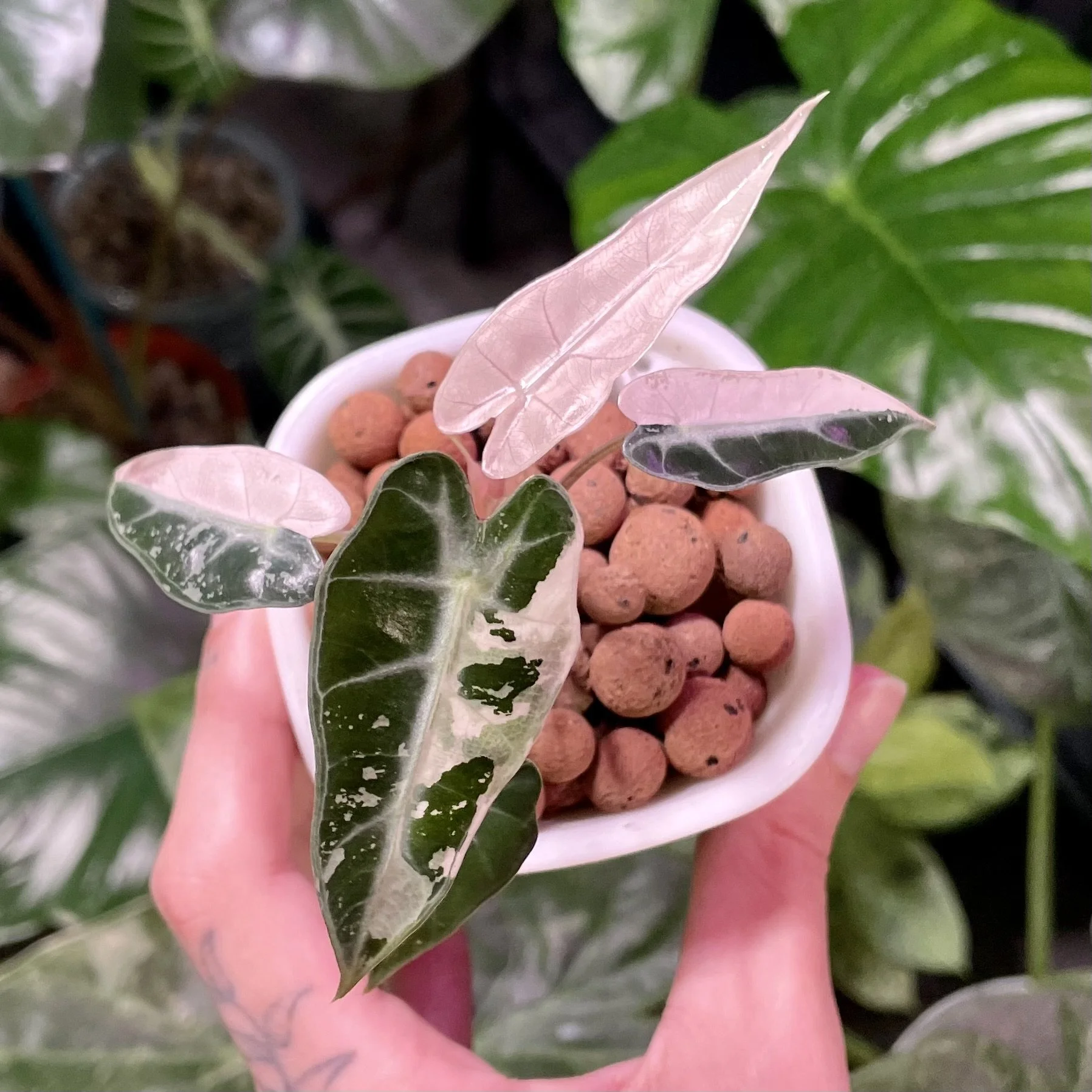 Alocasia Pink Bambino