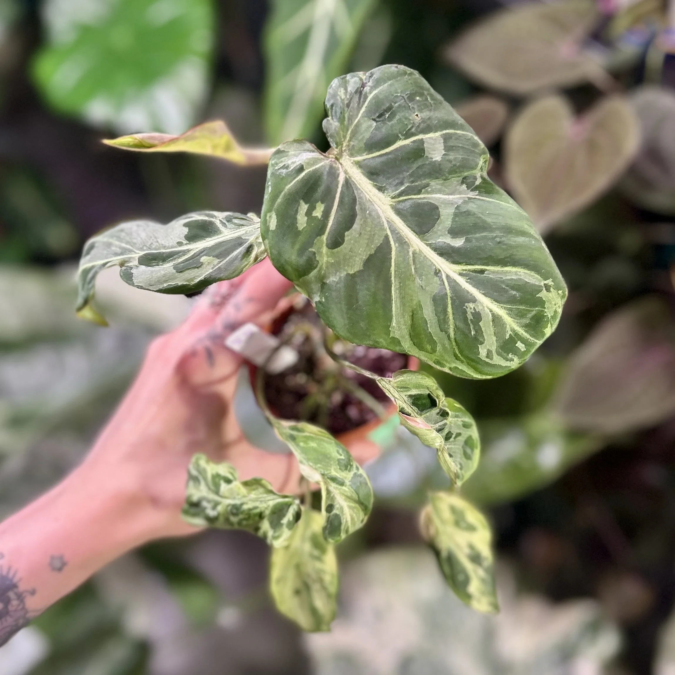 ❄️ Philodendron gloriosum ‘Snow Leopard’ Variegated ❄️