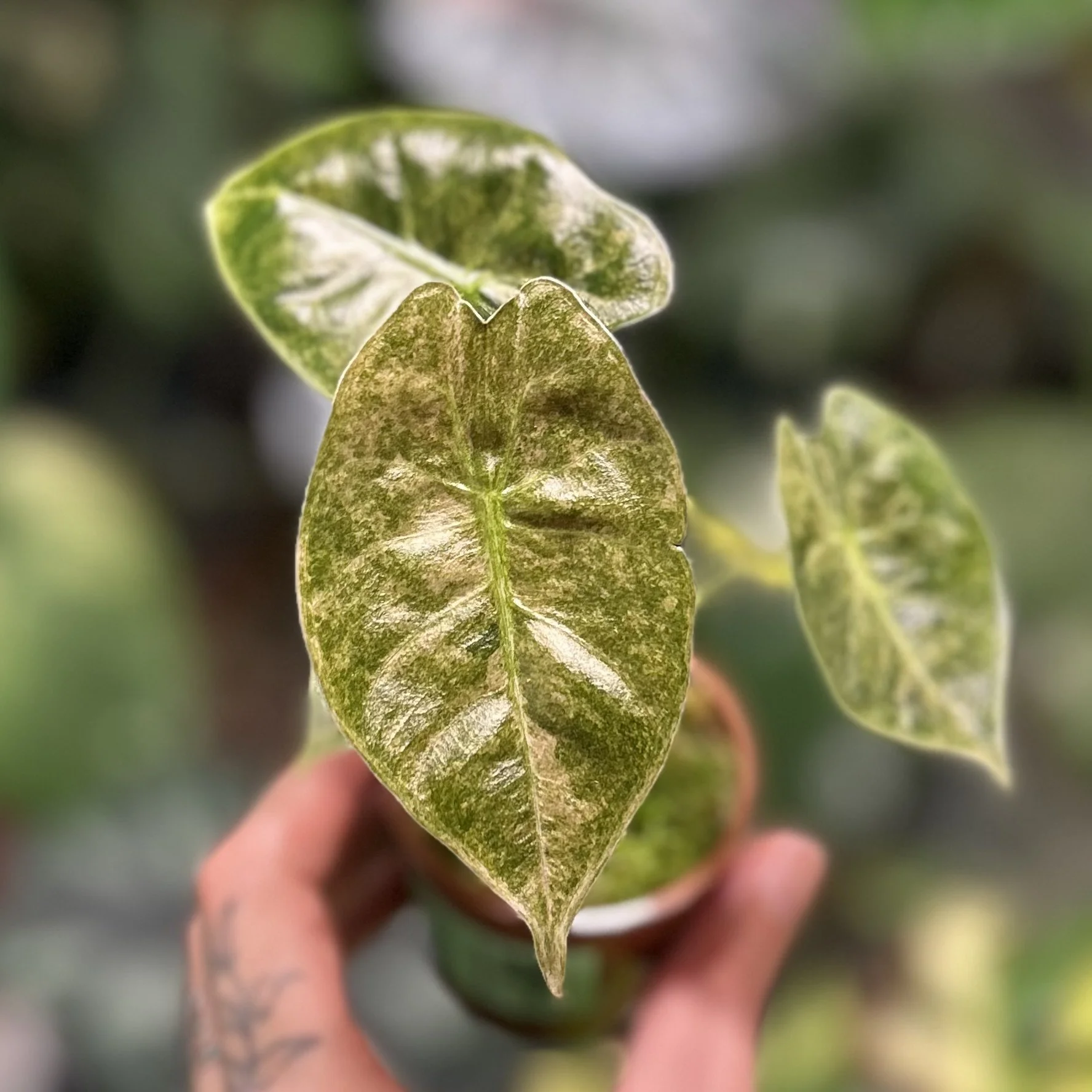 Alocasia ‘Golden Bone’ Pink Mint