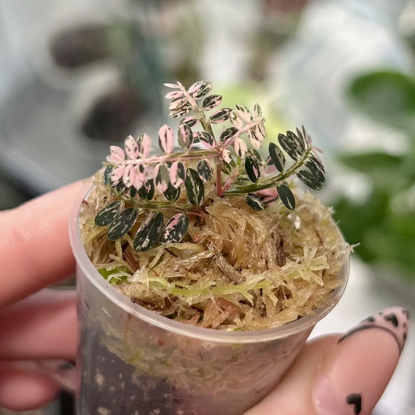 Phyllanthus urinaria ‘Pink Variegated’