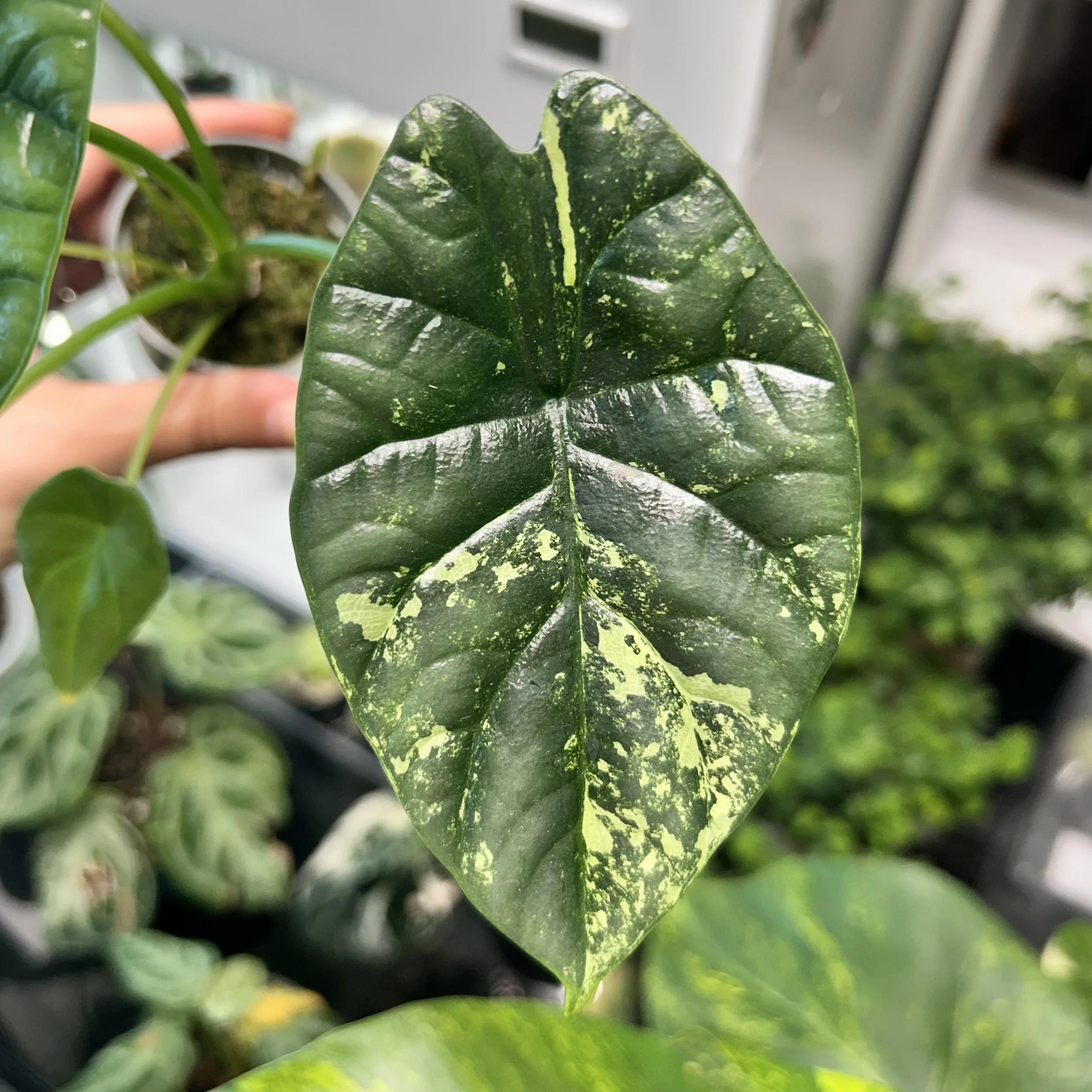 Alocasia sinuata ‘Aurea’