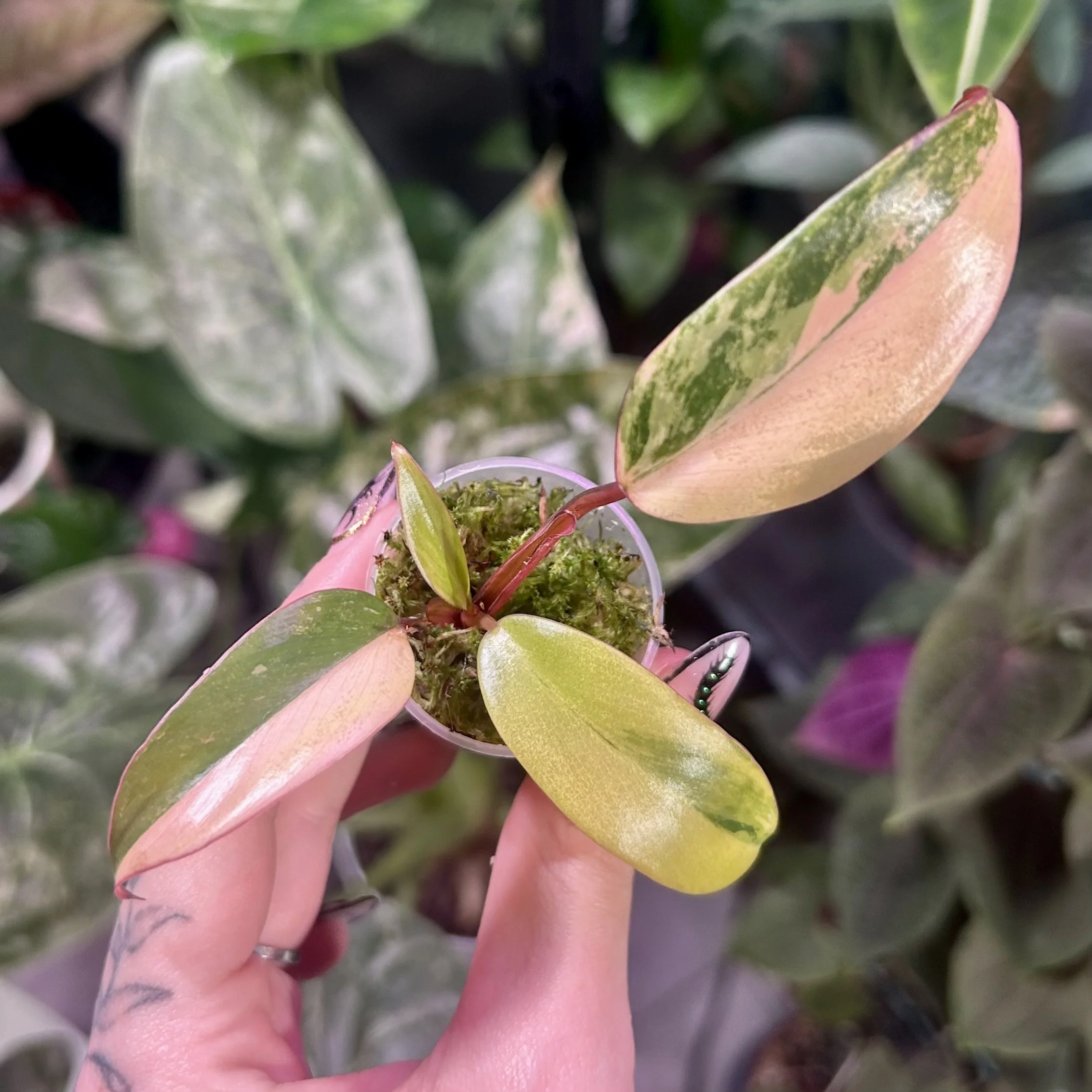 Philodendron ‘Strawberry Shake’ 6cm - 10cm