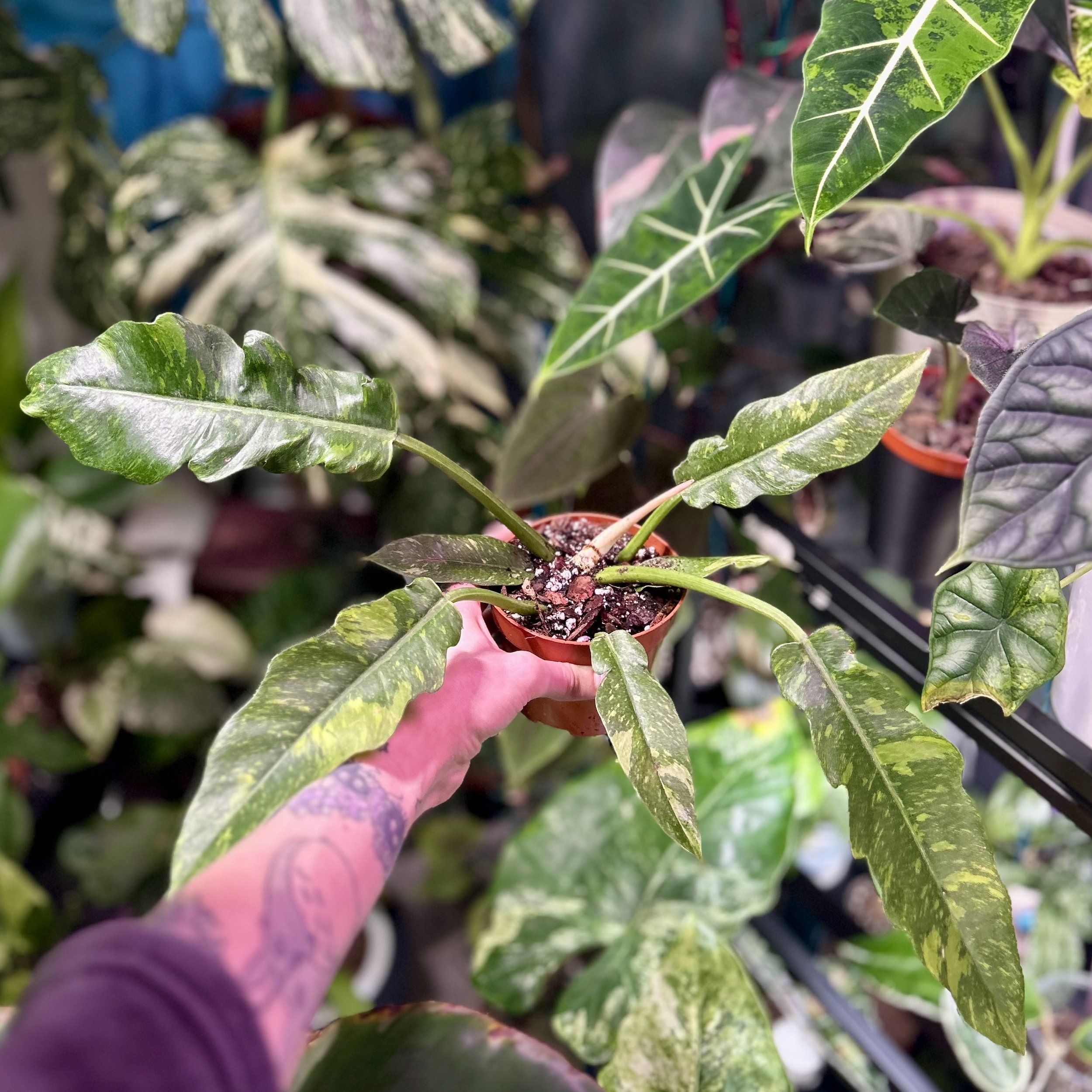 Philodendron ‘Ring of Fire’ - 10cm pot