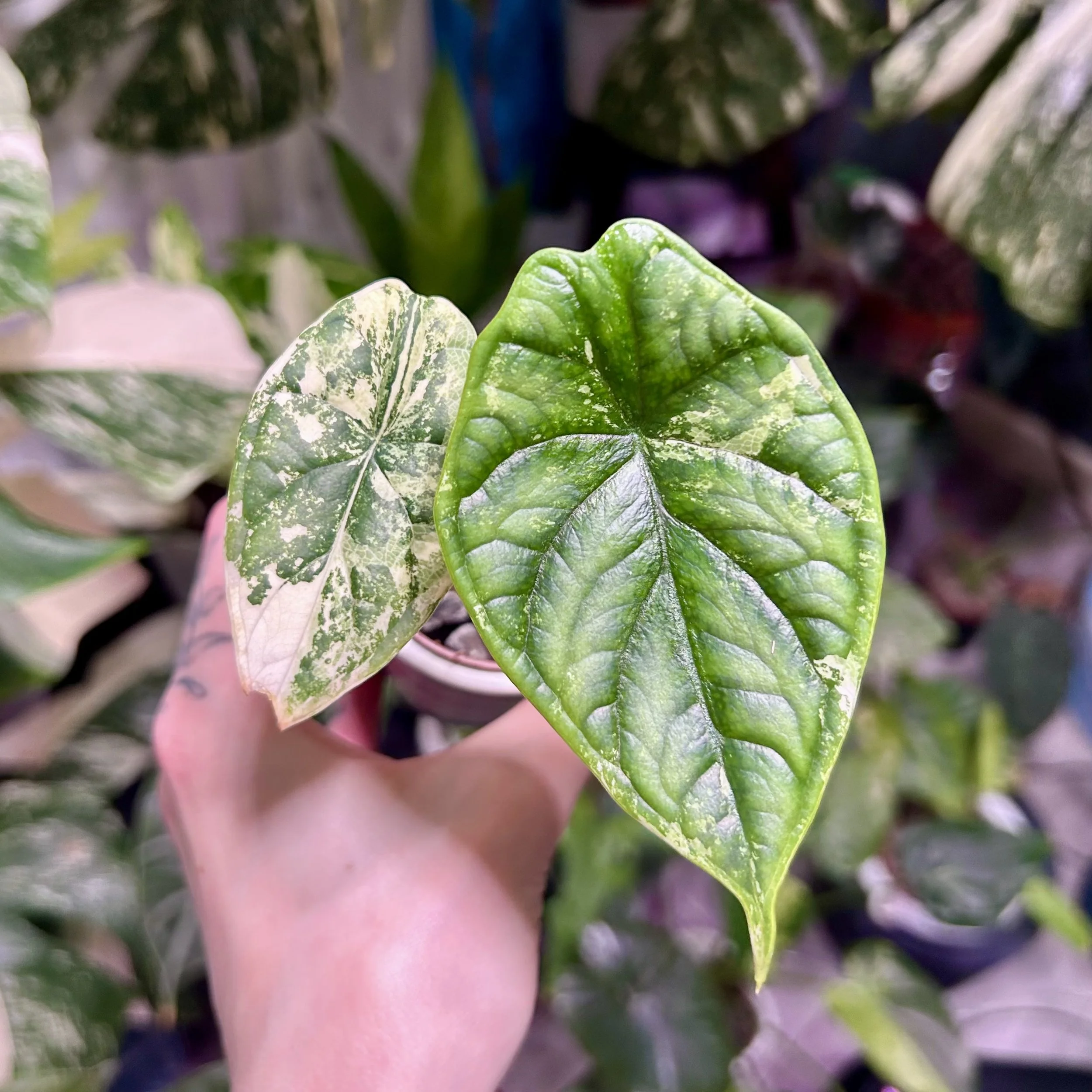 Alocasia 'Dragon Scale' Albo  - 6cm-10cm Semi-Hydro