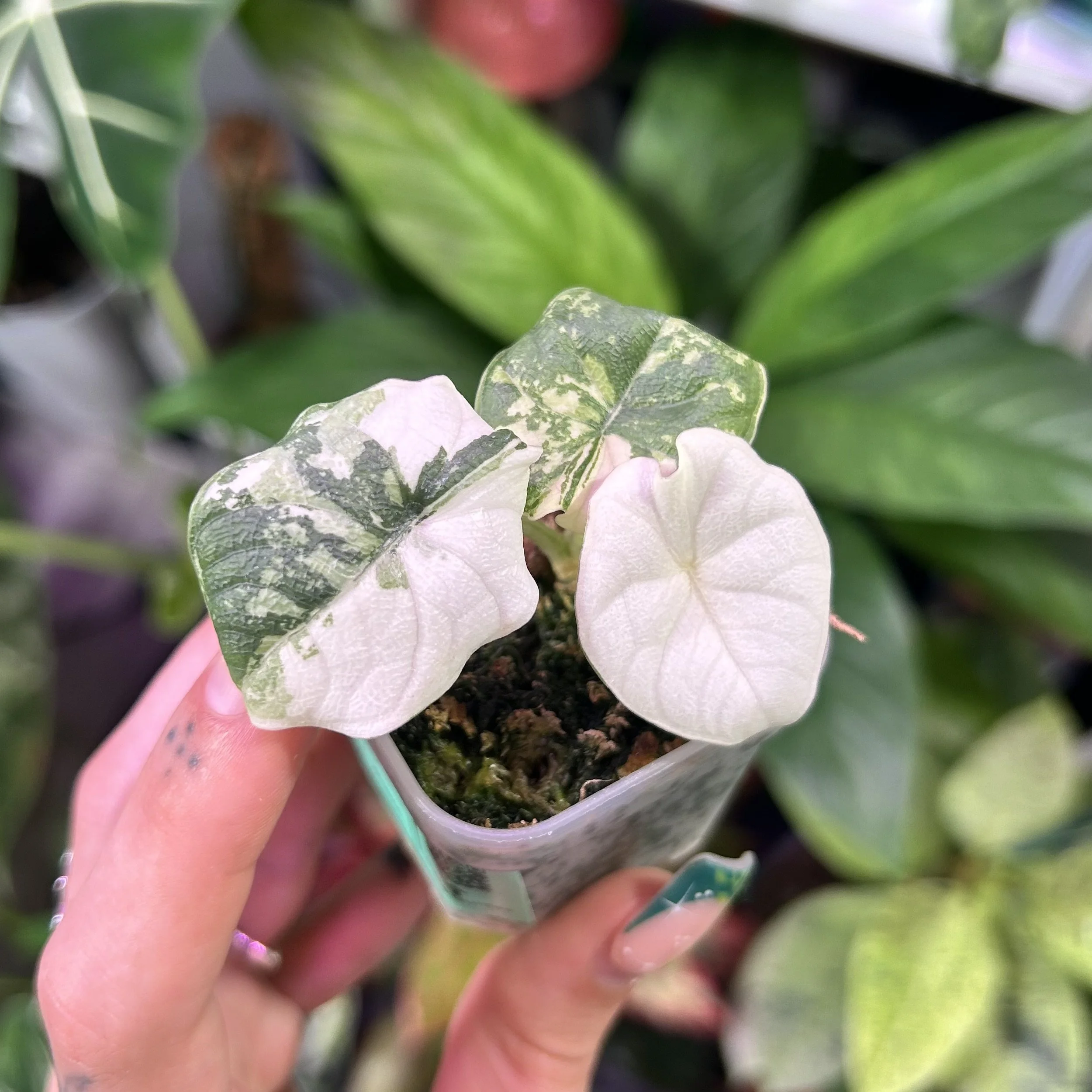 Alocasia melo ‘Albo’