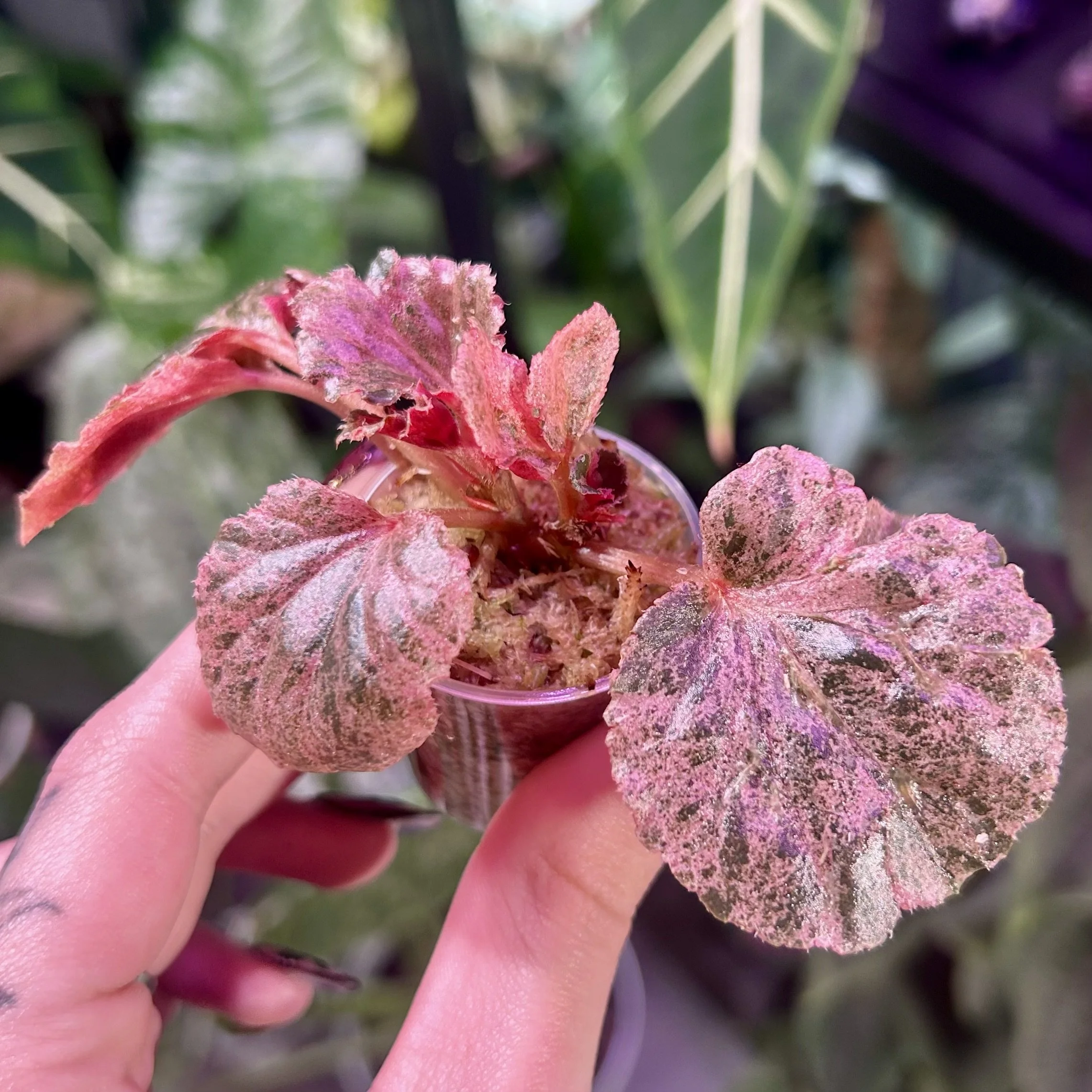 Begonia cucullata ‘Pink Variegated’
