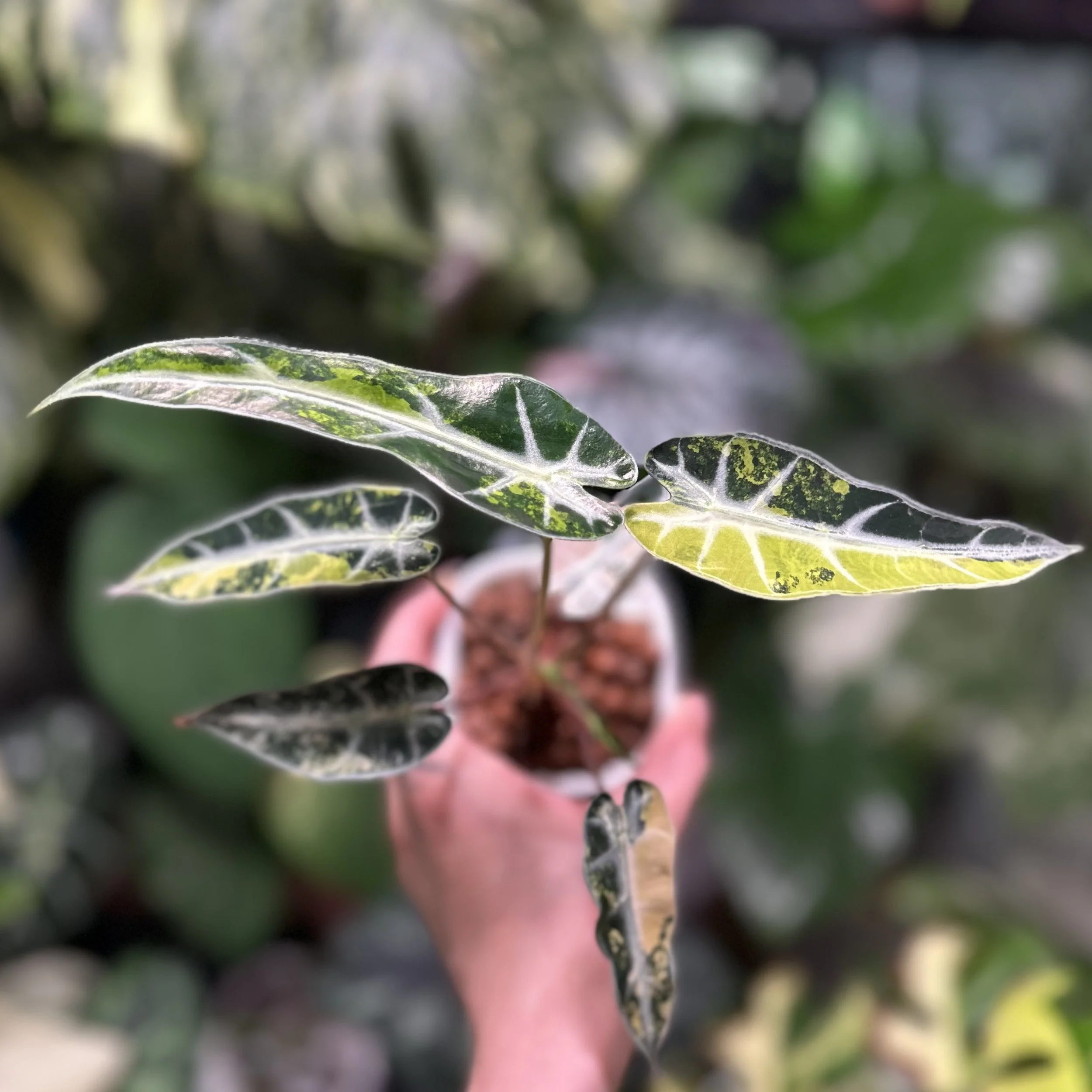 ✨🌿 Alocasia ‘Bambino’ Aurea ✨🌿
