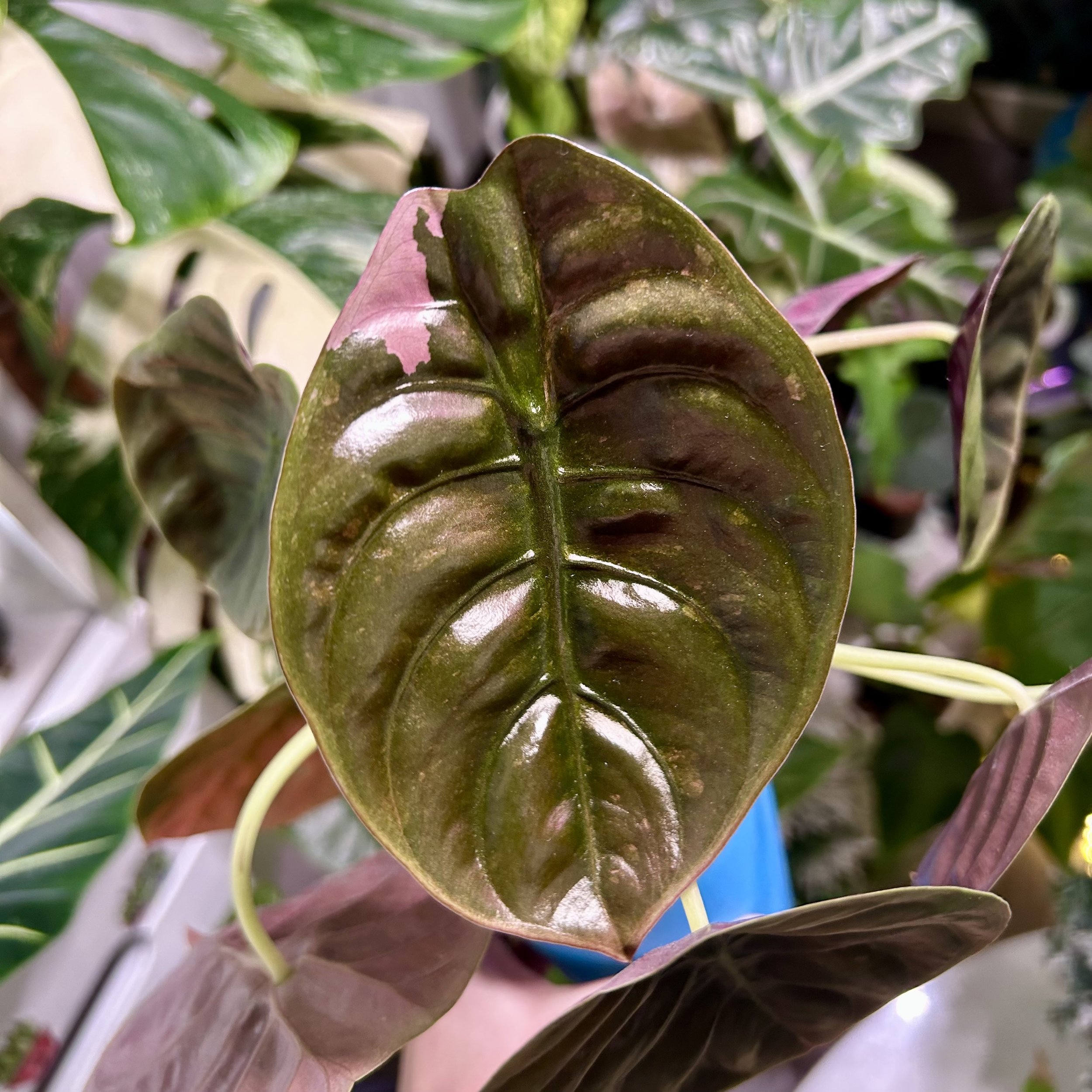 Alocasia cuprea ‘Pink Variegata’  (Corm in Moss )
