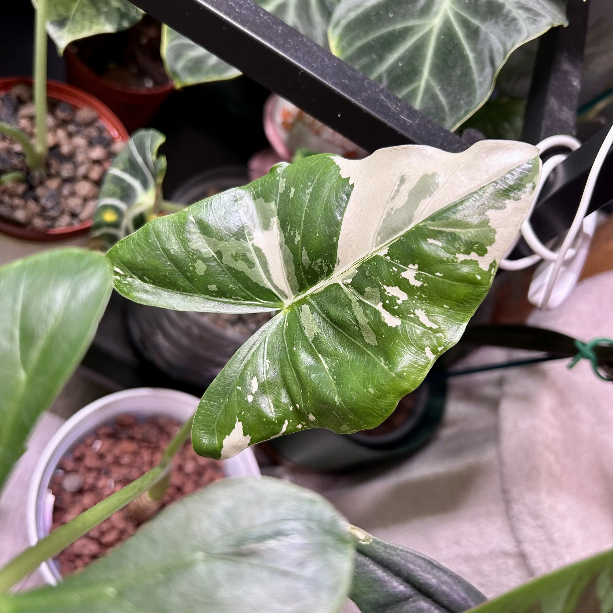 Alocasia M acrorrhiza Albo - Corm in Moss