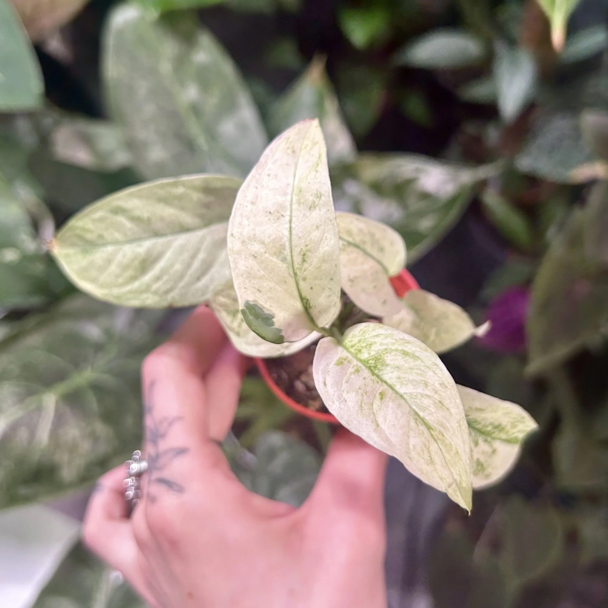 Monstera laniata ‘Mint / Ghost’