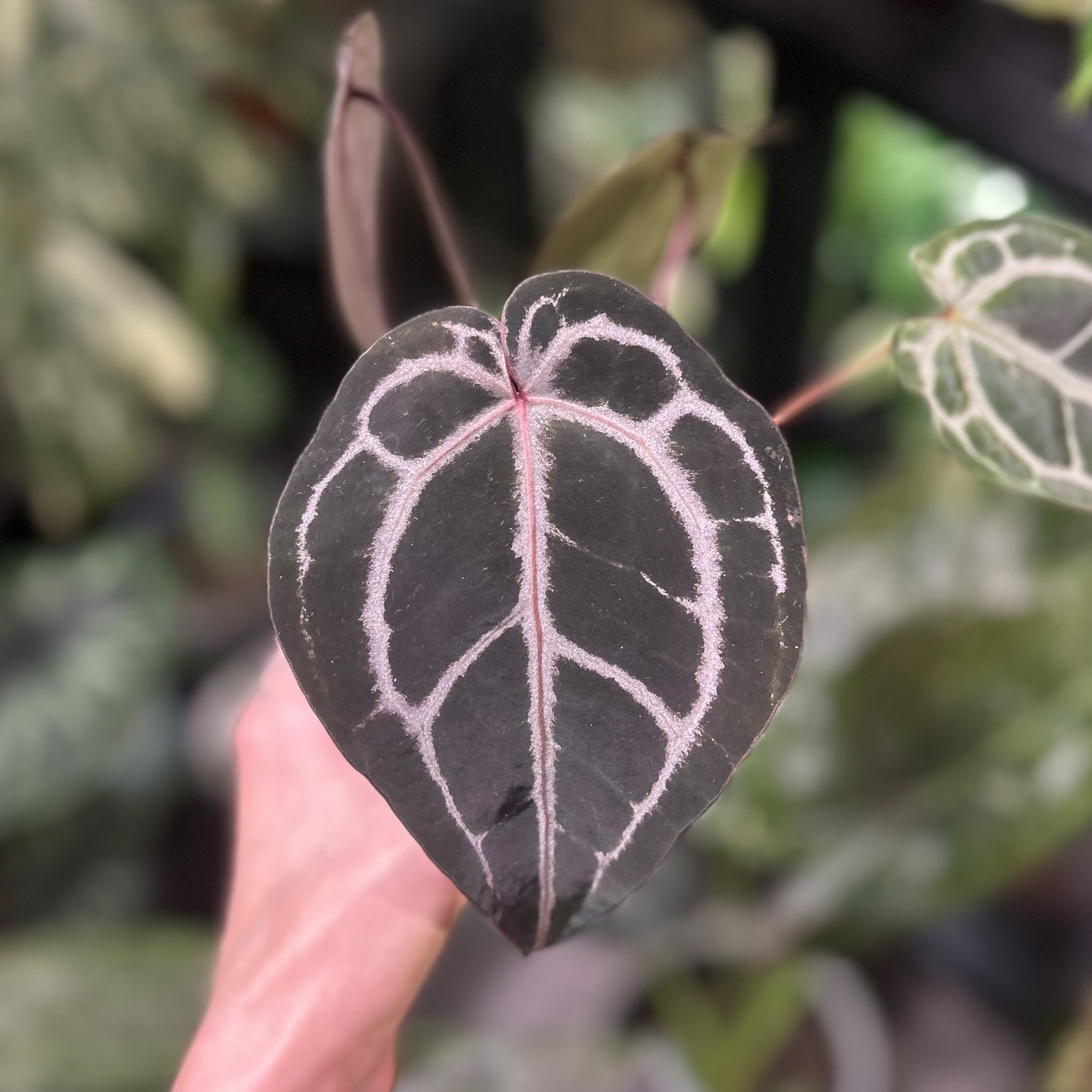 Anthurium ‘DocBlock Michelle’