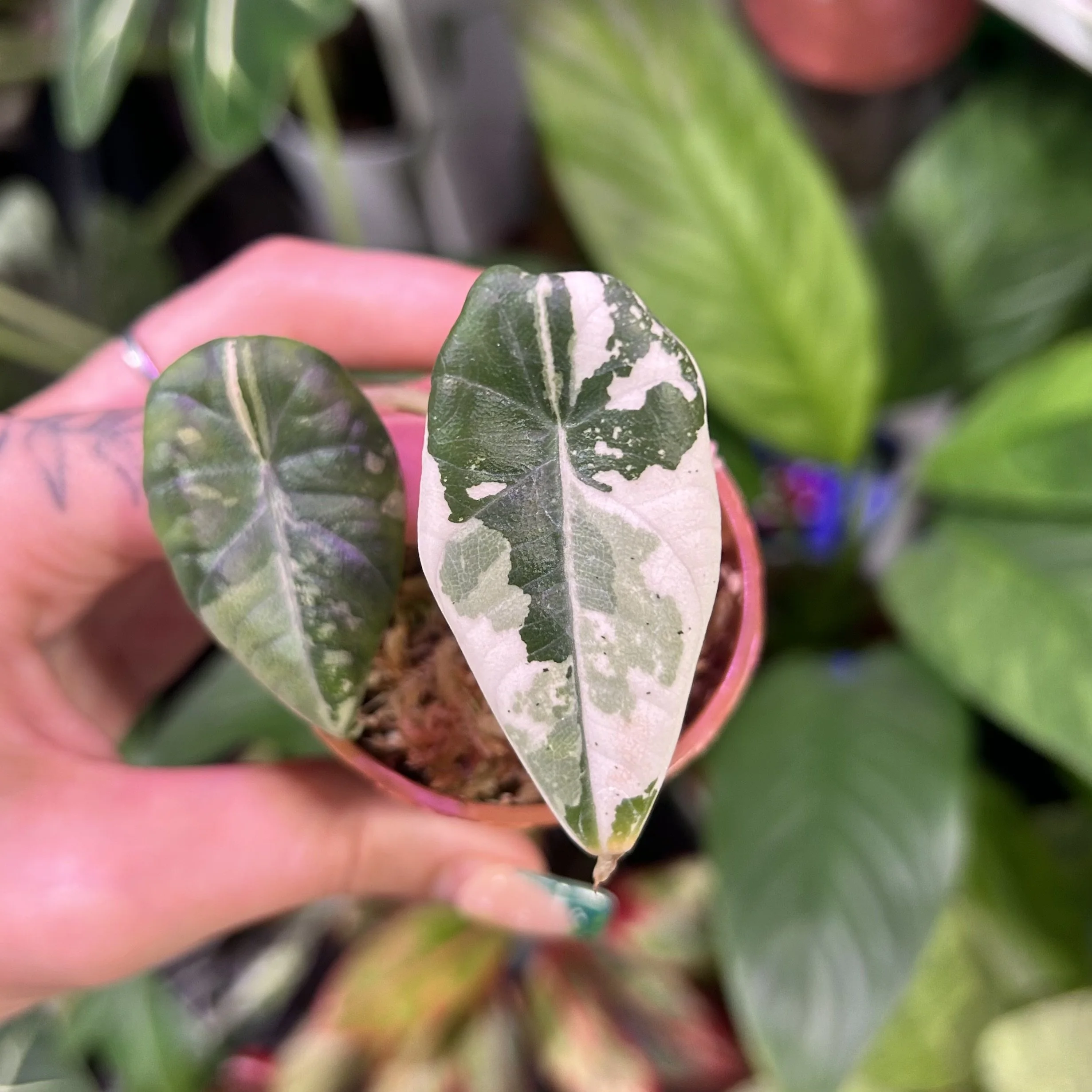 Alocasia ‘Maharani’ Albo